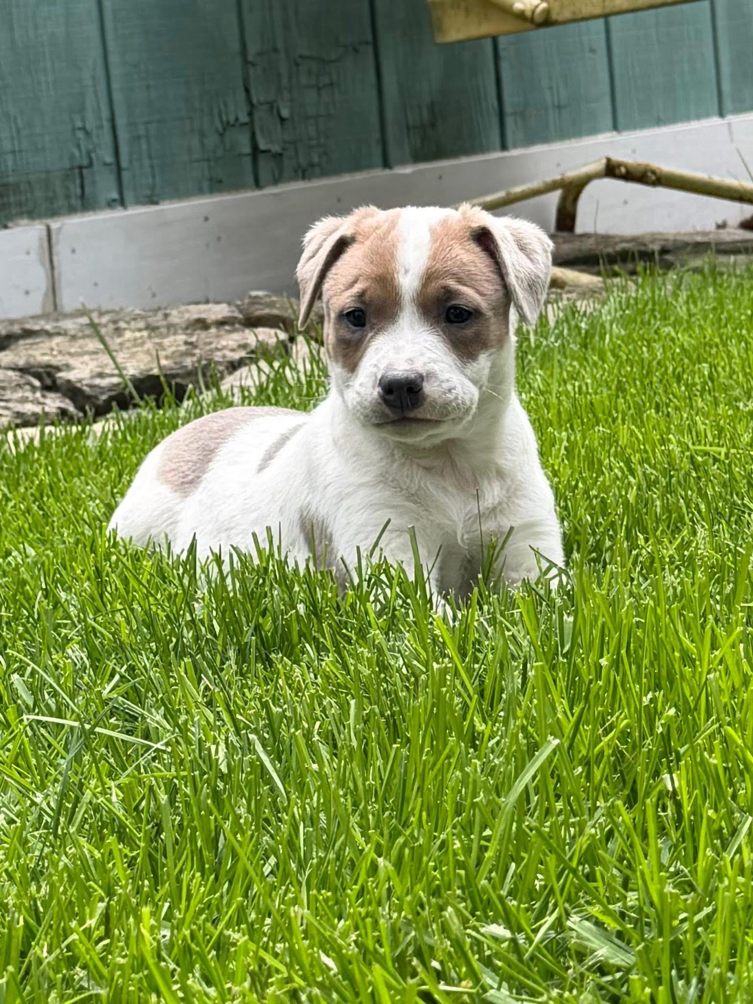 Skye , a ADOPTABLE mixed breed in Oswego, IL image 2/2