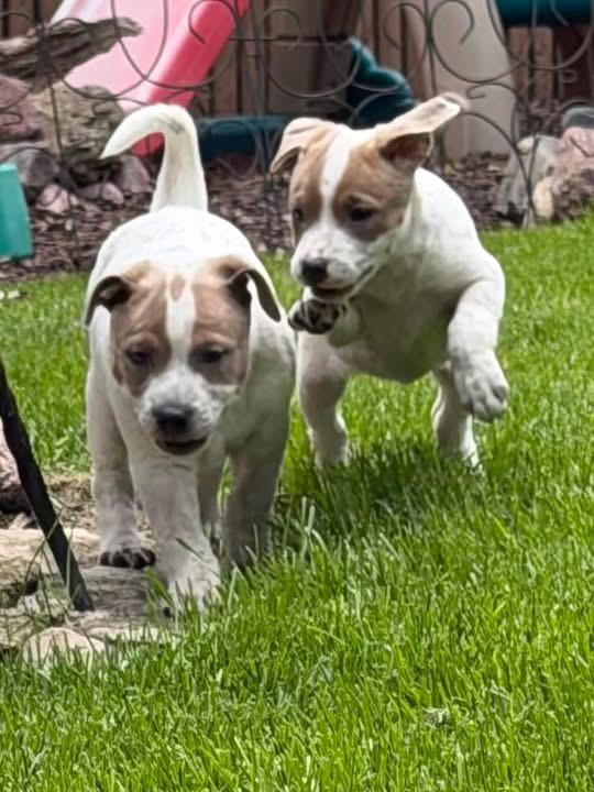 Skye , ADOPTABLE, Puppy Female Boxer & Pit Bull Terrier.