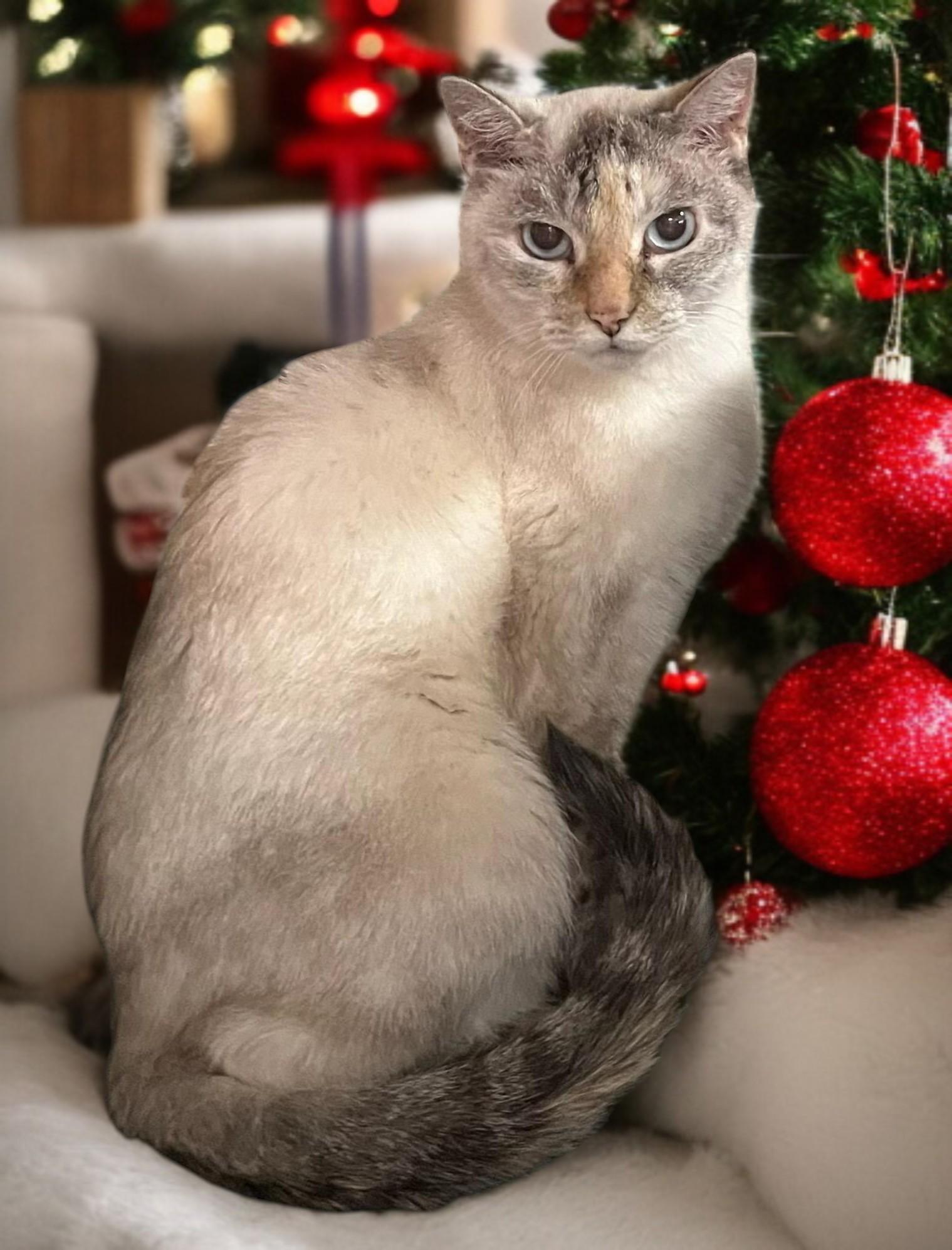 Brigitte – Timeless Grace and Quiet Love