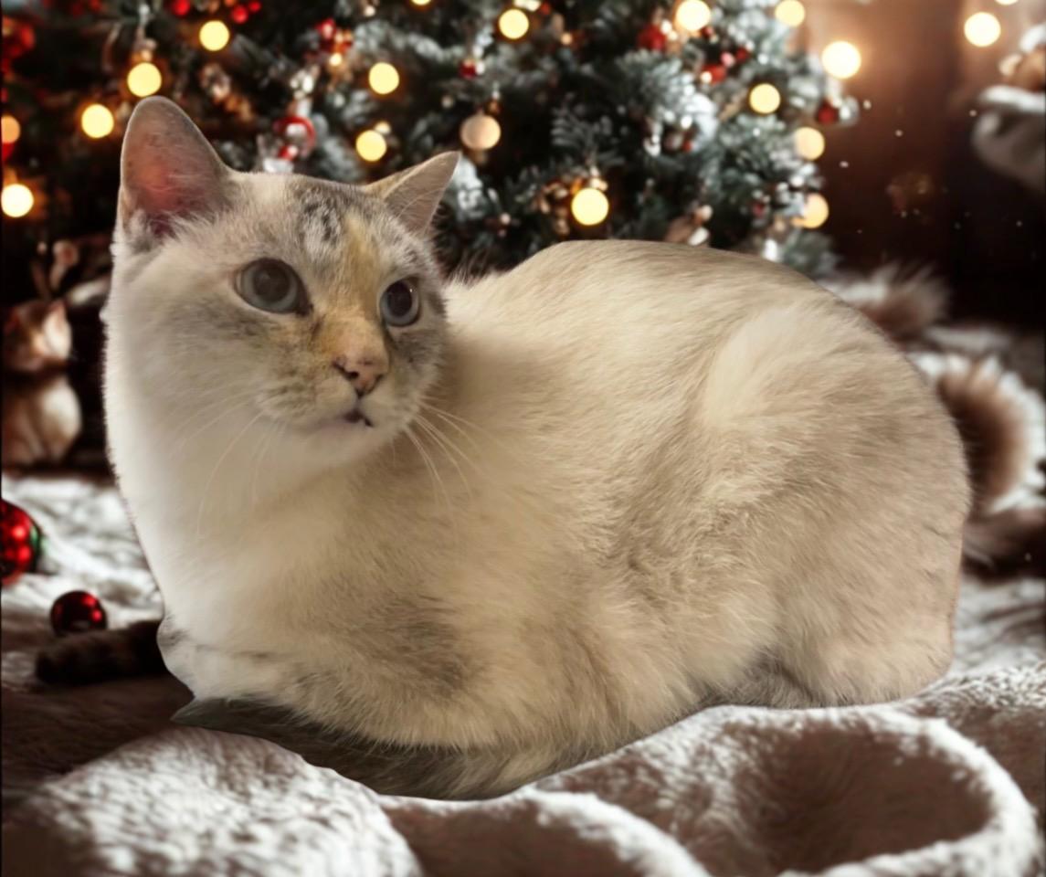 Brigitte – Timeless Grace and Quiet Love