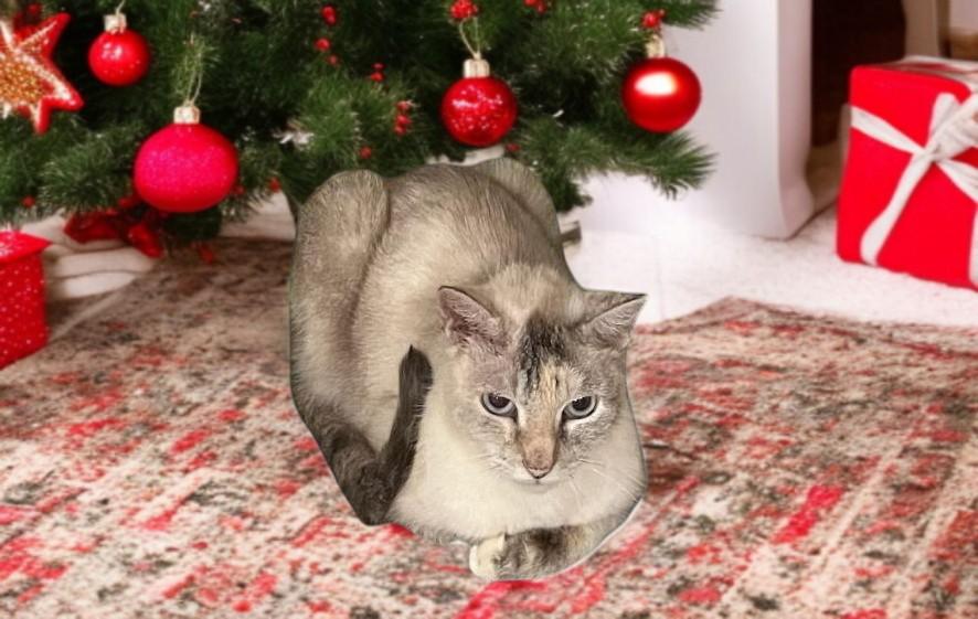 Brigitte – Timeless Grace and Quiet Love