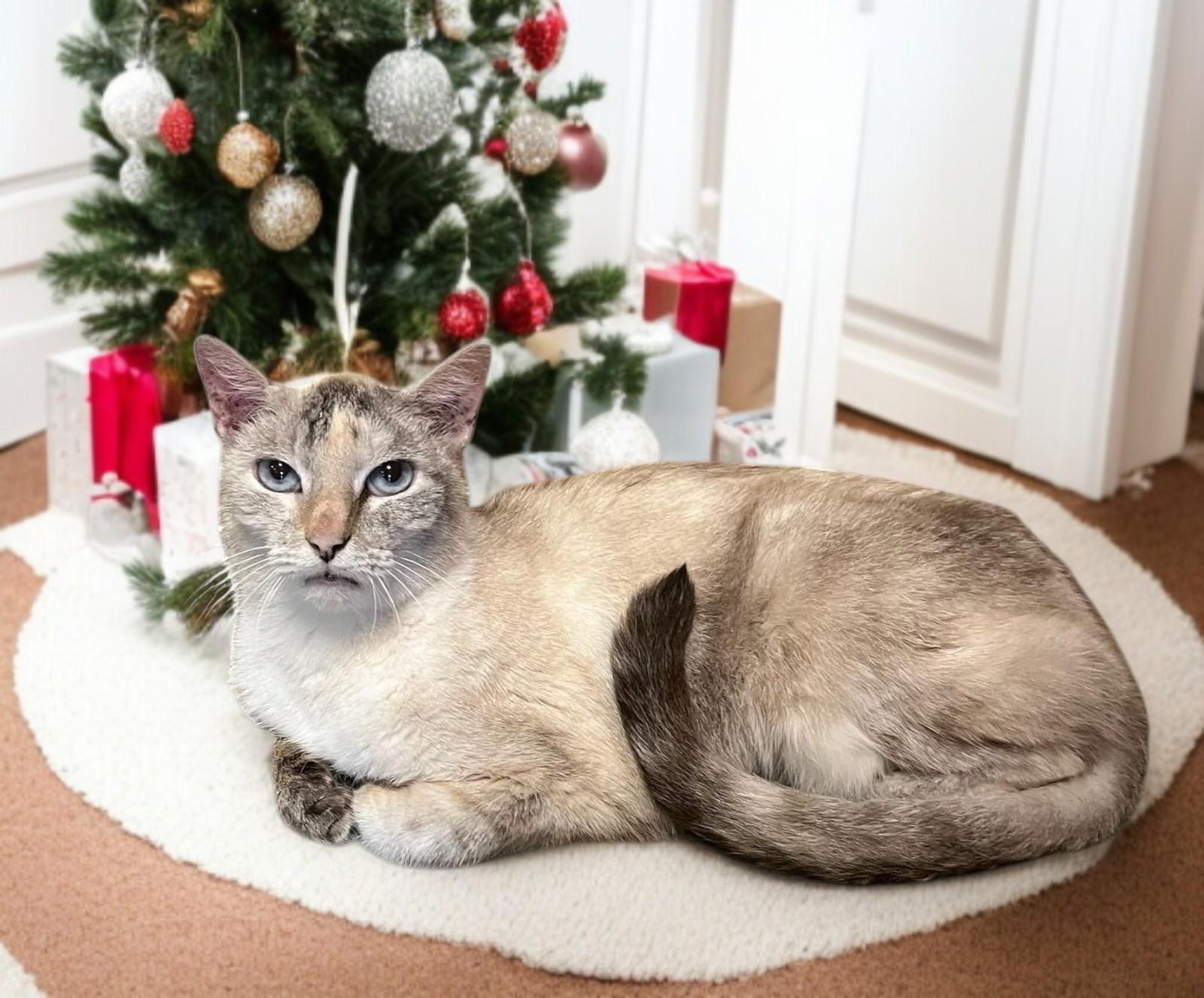 Brigitte – Timeless Grace and Quiet Love