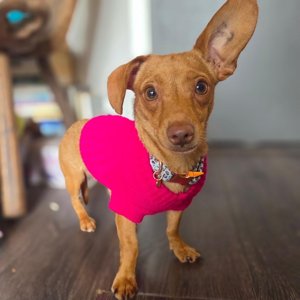 Una, Adoptable, Young Female Miniature Dachshund.