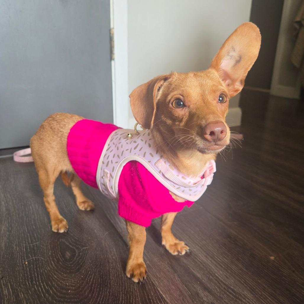 Enlarge Una, a Adoptable Miniature Dachshund in Pacifica, CA image 2/3