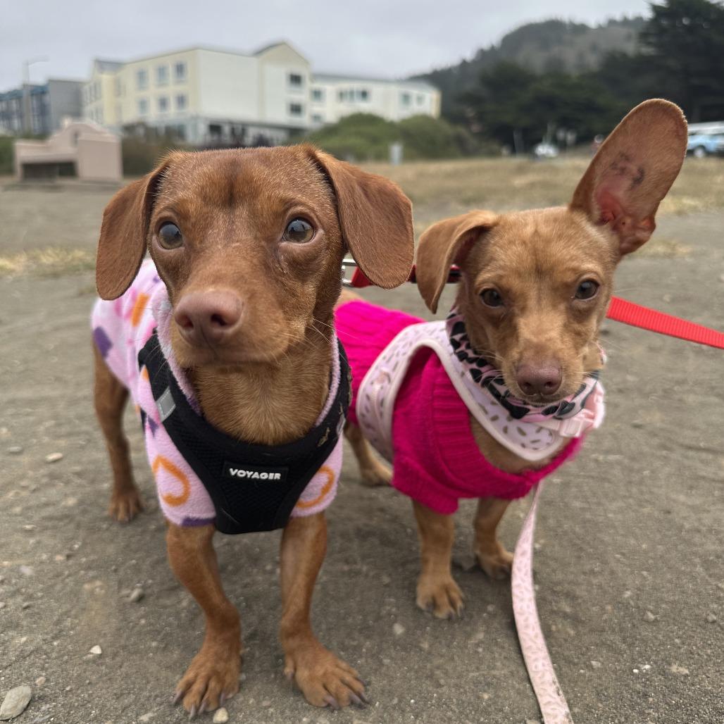Enlarge Una, a Adoptable Miniature Dachshund in Pacifica, CA image 3/3