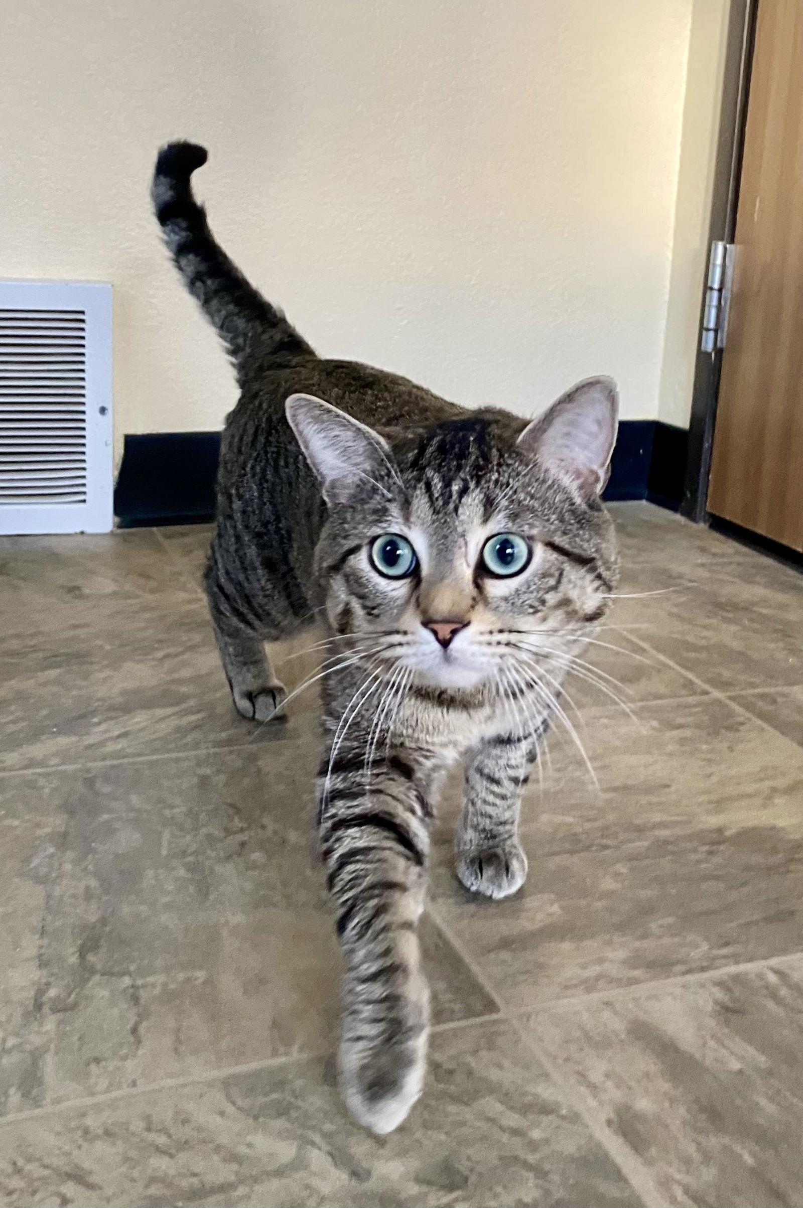 Clawdius, Adoptable, Adult Male Domestic Short Hair & Tabby.