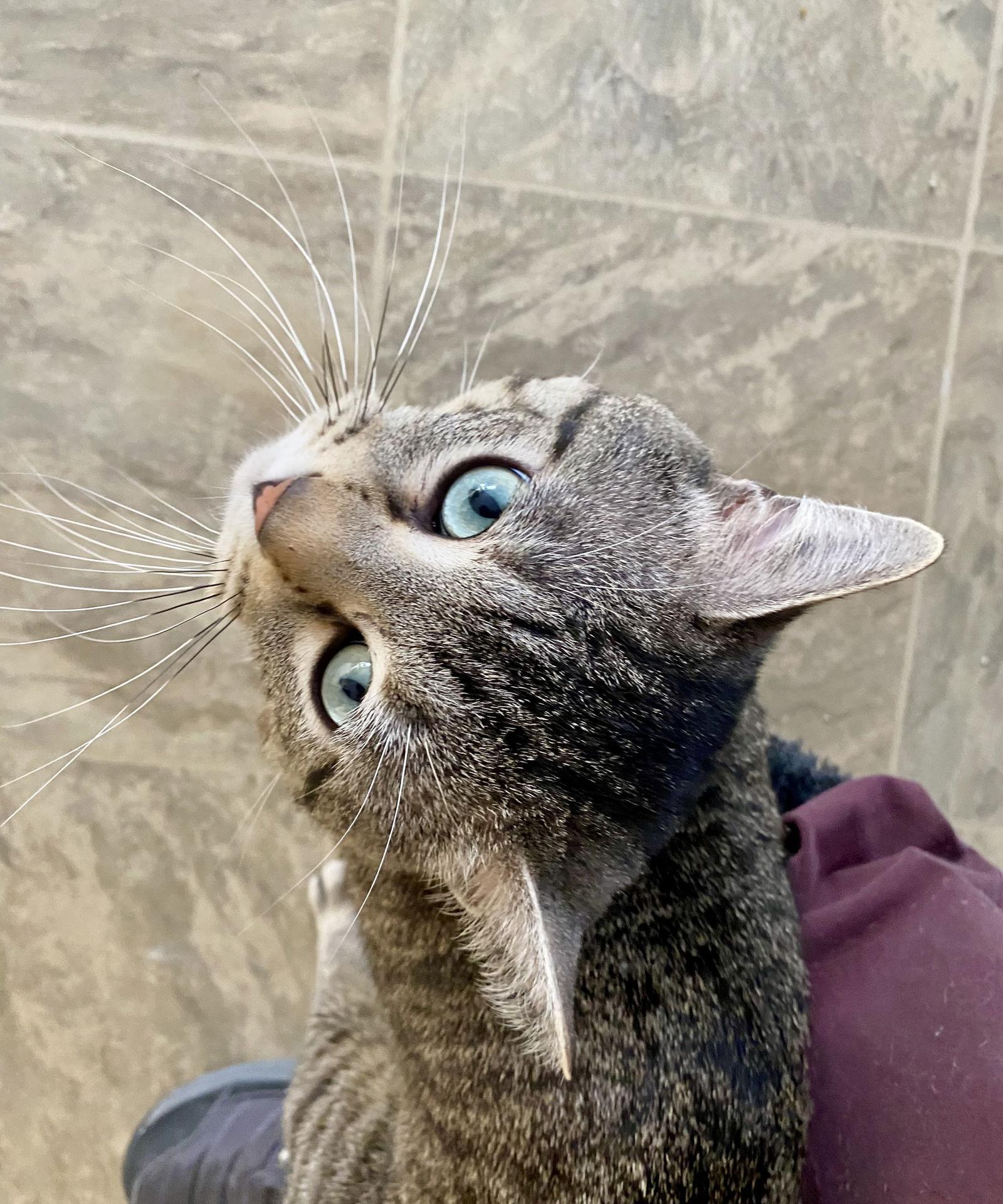 Enlarge Clawdius, a Adoptable mixed breed in Fargo, ND image 2/2