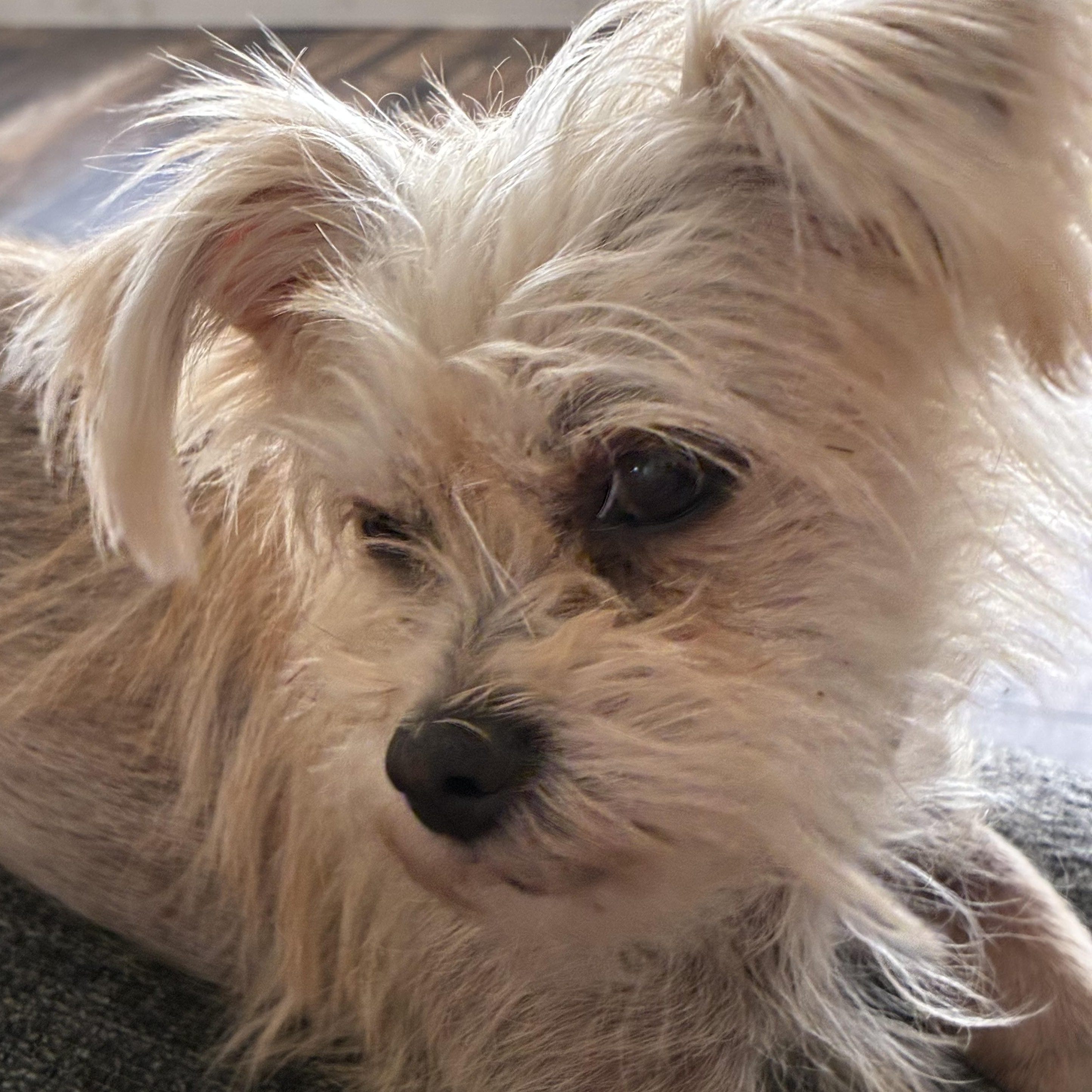 Colton, ADOPTABLE, Young Male Maltese.