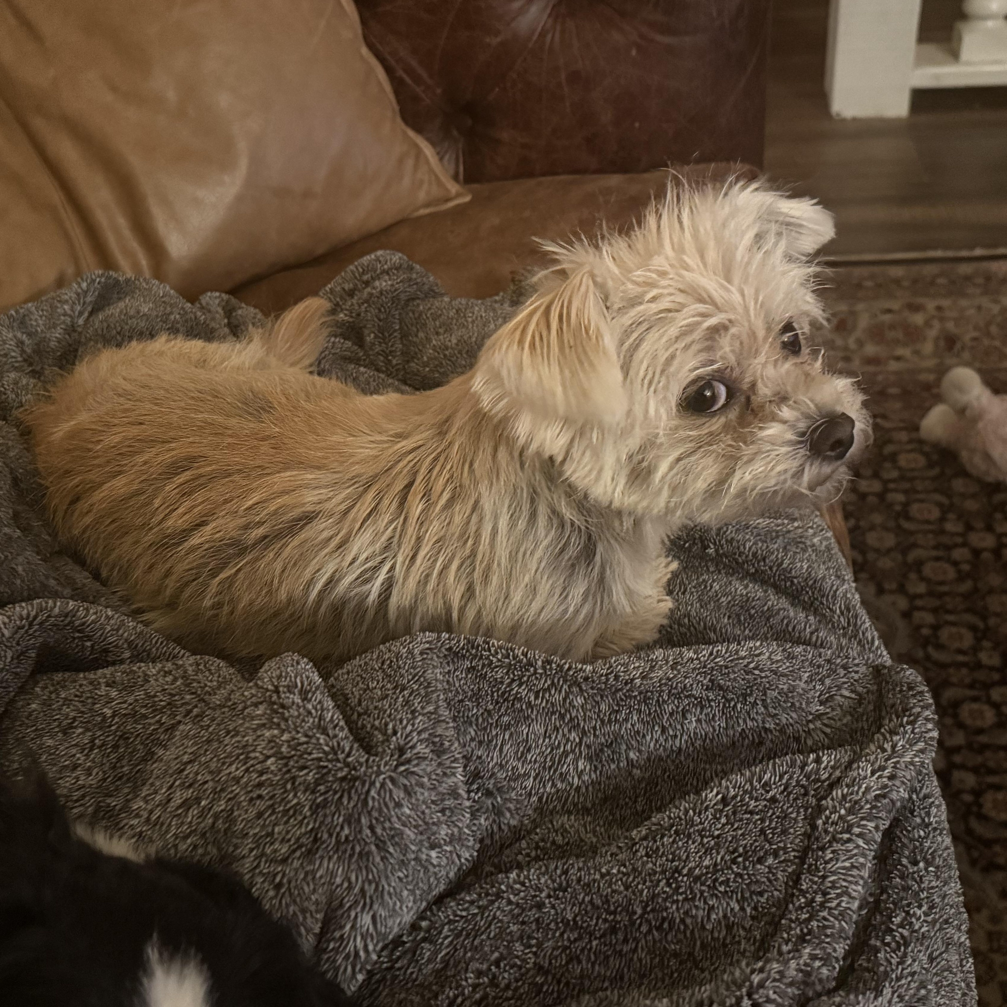 Colton, a ADOPTABLE mixed breed in Canyon Country, CA image 4/5