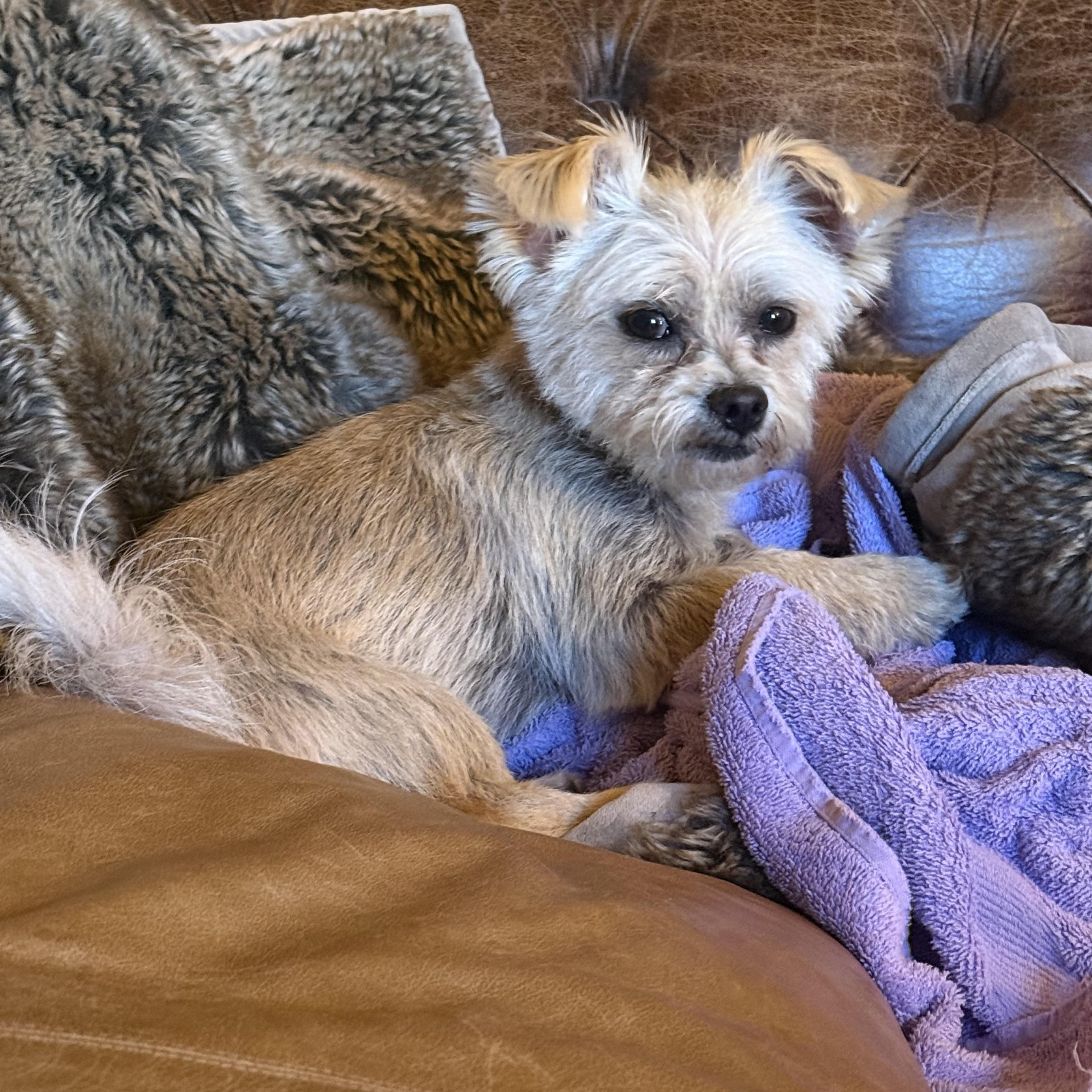 Colton, a ADOPTABLE mixed breed in Canyon Country, CA image 2/5