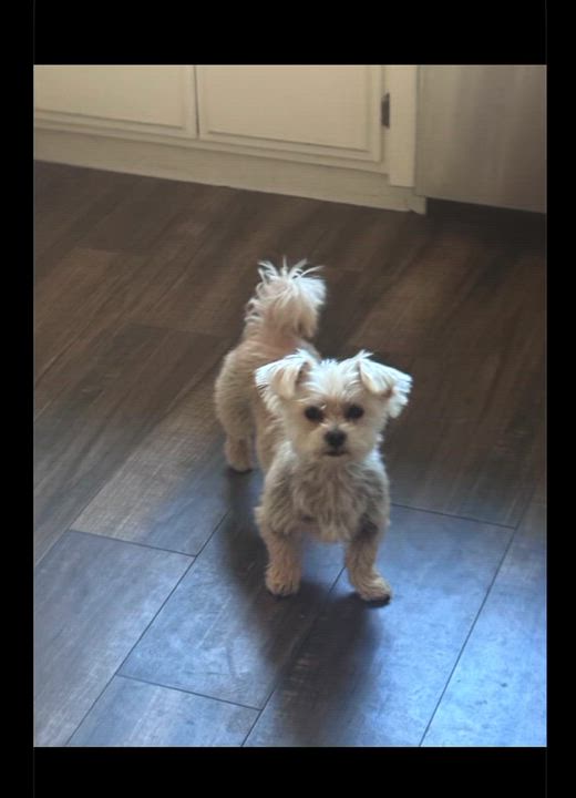Enlarge Colton, a ADOPTABLE mixed breed in Canyon Country, CA video 5/5