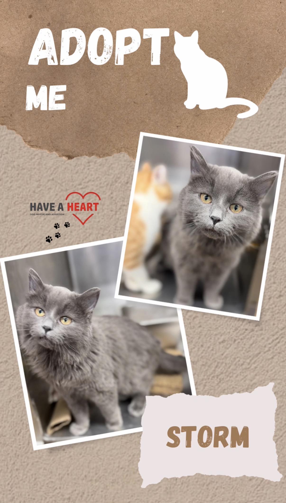 Enlarge Storm, a Adoptable Domestic Short Hair in Naperville, IL image 6/6