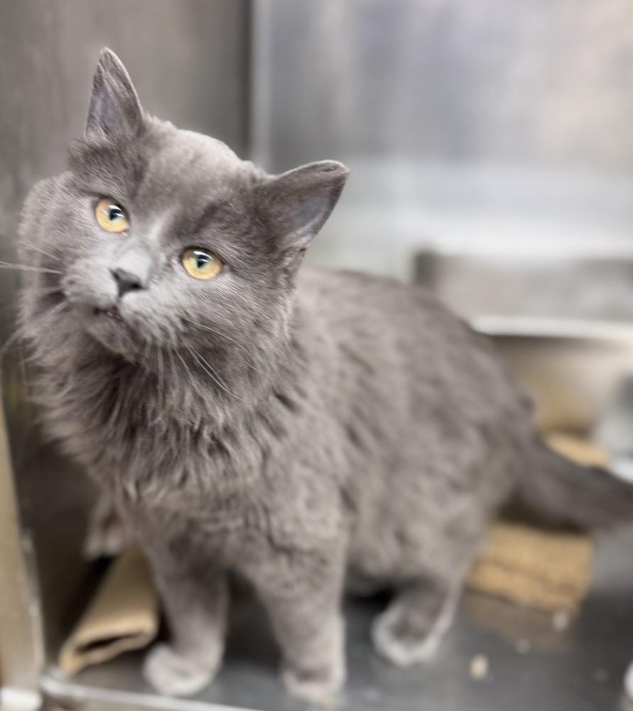 Enlarge Storm, a Adoptable Domestic Short Hair in Naperville, IL image 4/6