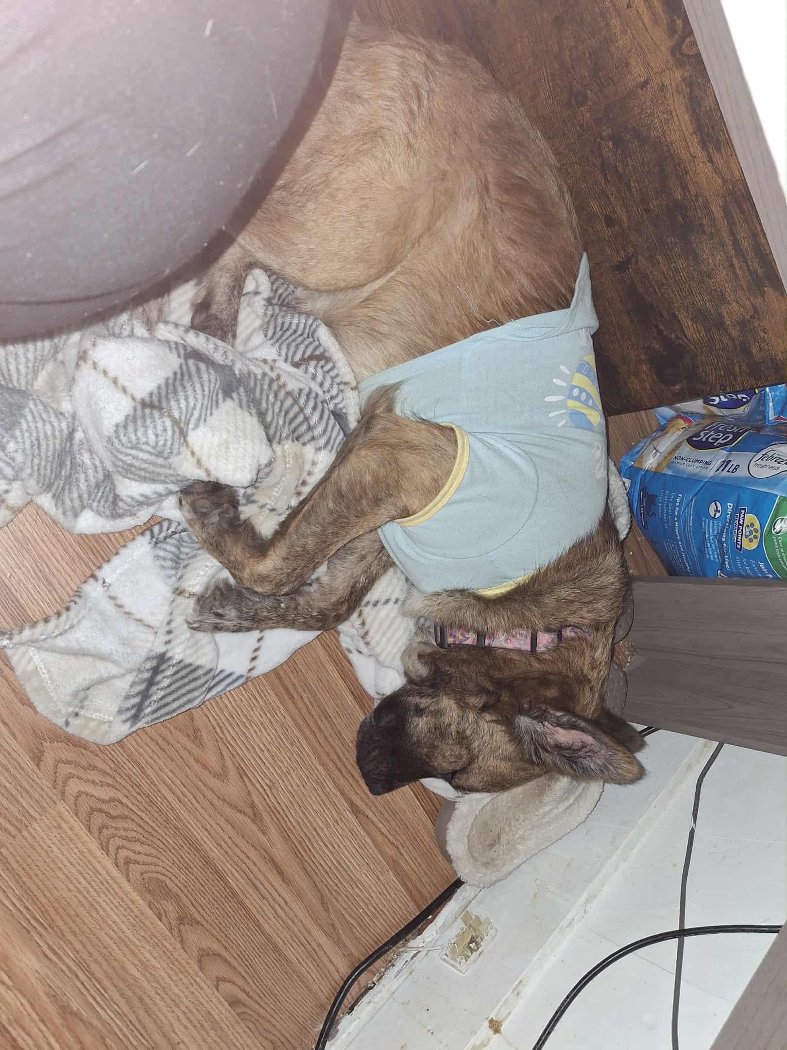 Cookie, a Adoptable mixed breed in Waynesboro, TN image 3/5