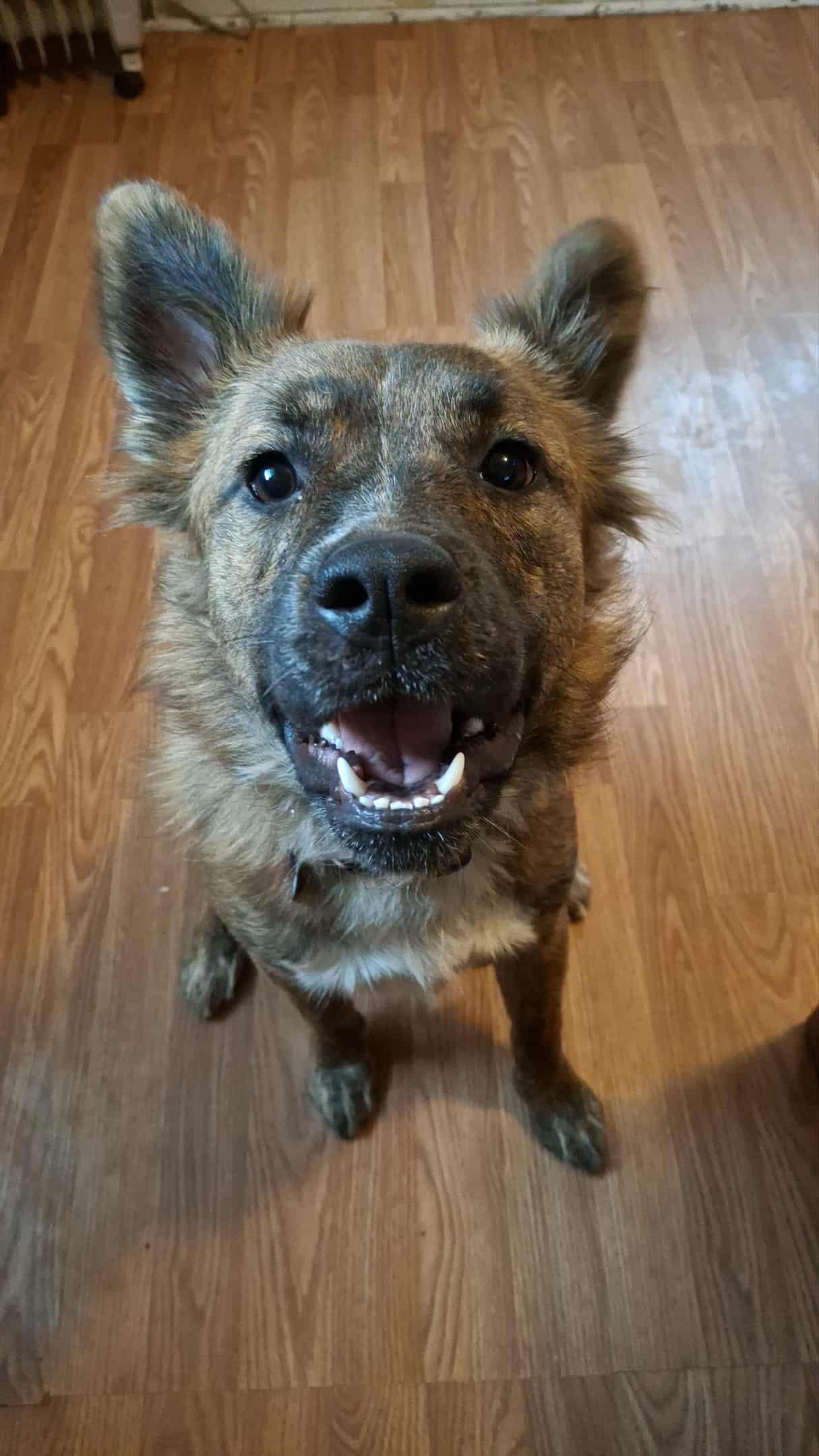 Cookie, Adoptable, Adult Female Golden Retriever & American Bulldog.