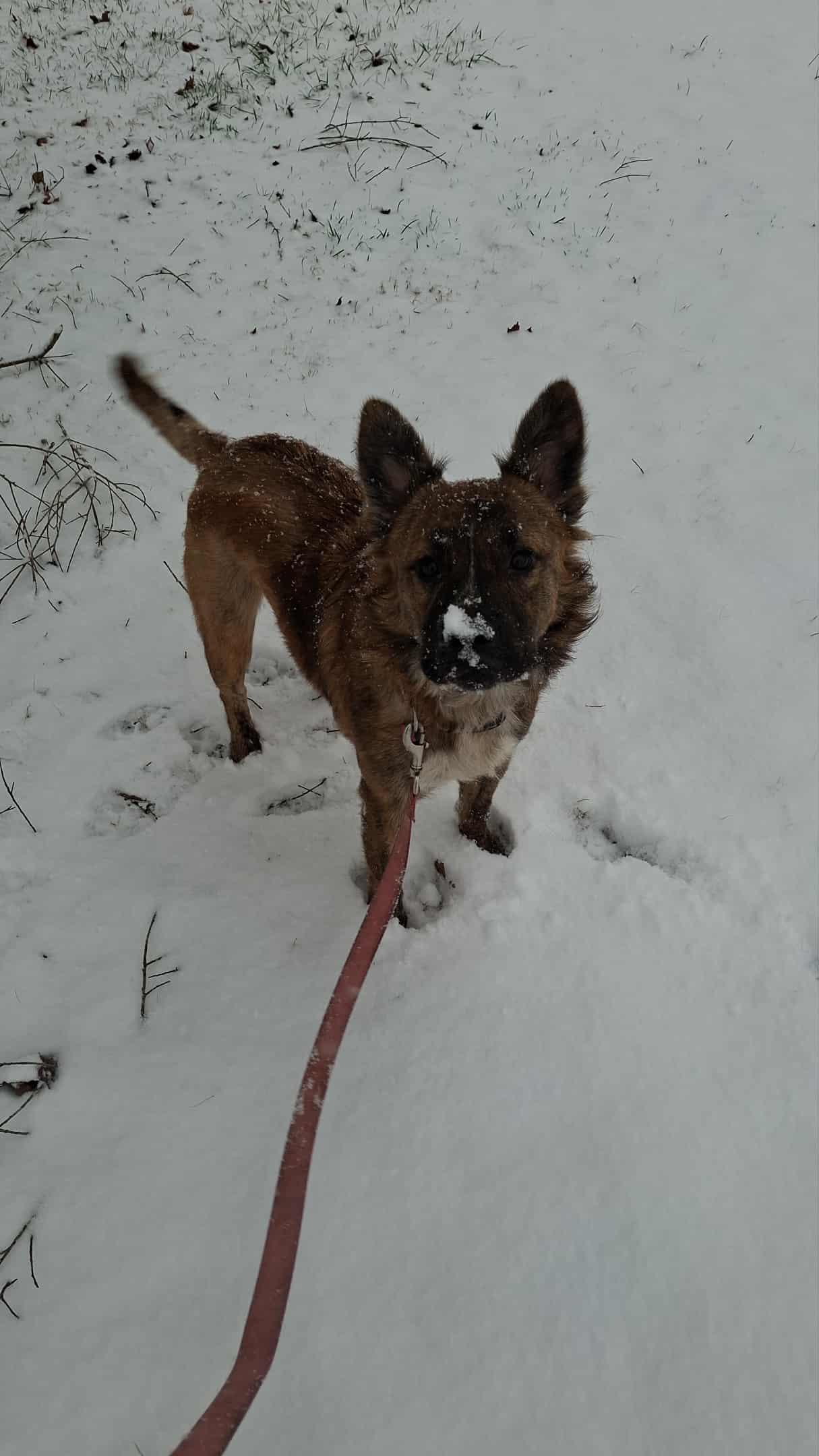 Cookie, a Adoptable mixed breed in Waynesboro, TN image 4/5