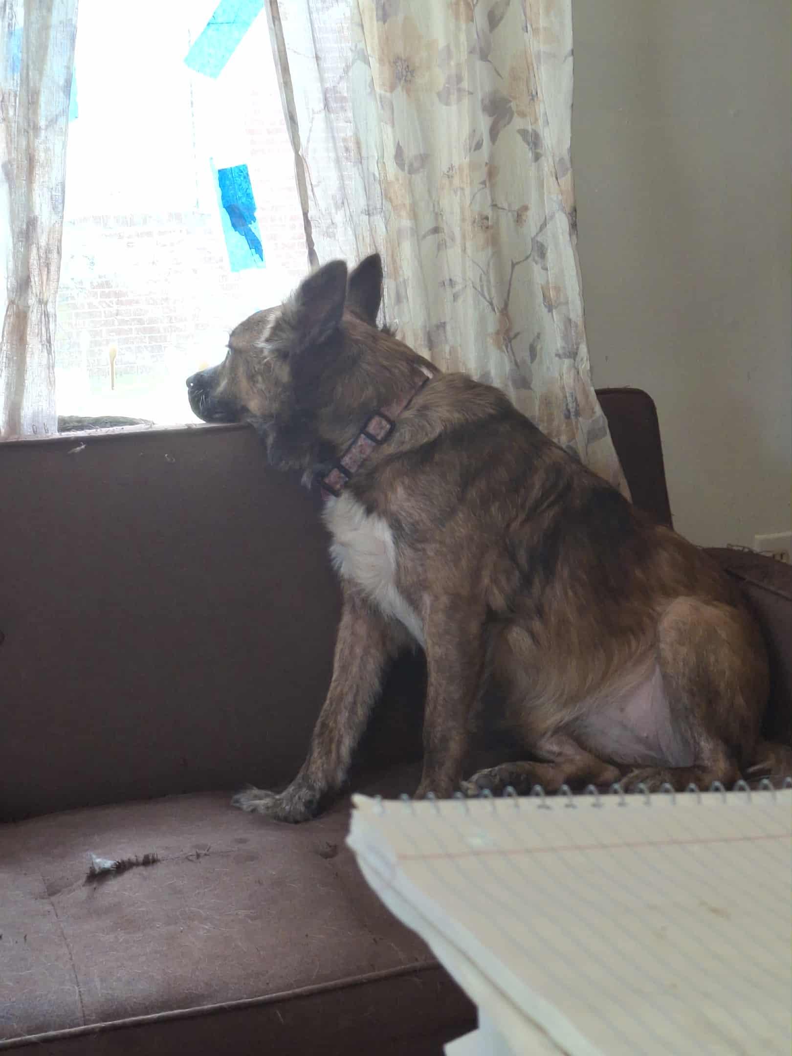 Cookie, a Adoptable mixed breed in Waynesboro, TN image 5/5