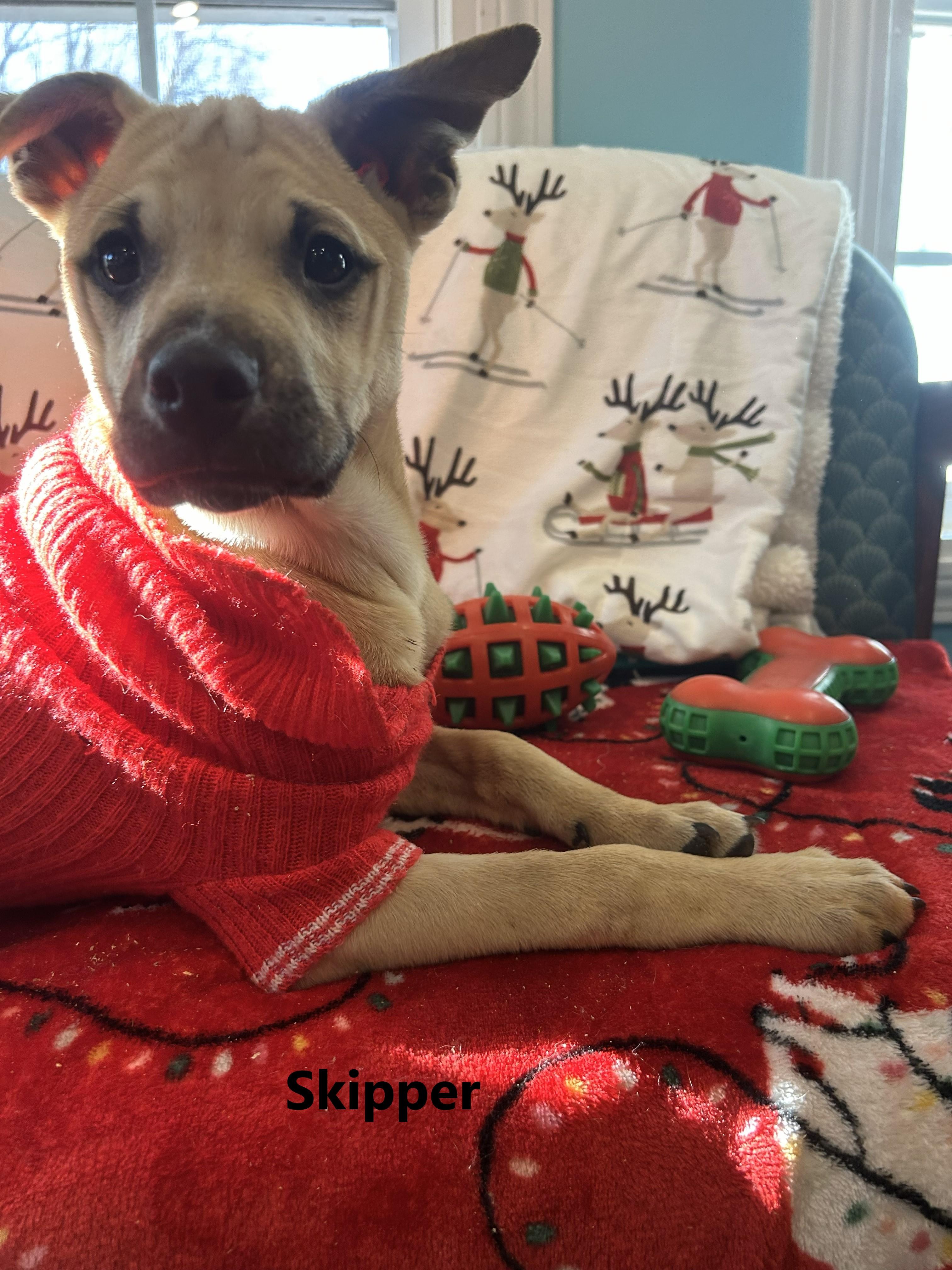 The Sea Mates!!! Bimmy, Sailor, and Skipper, ADOPTABLE, Puppy Male Mixed Breed.