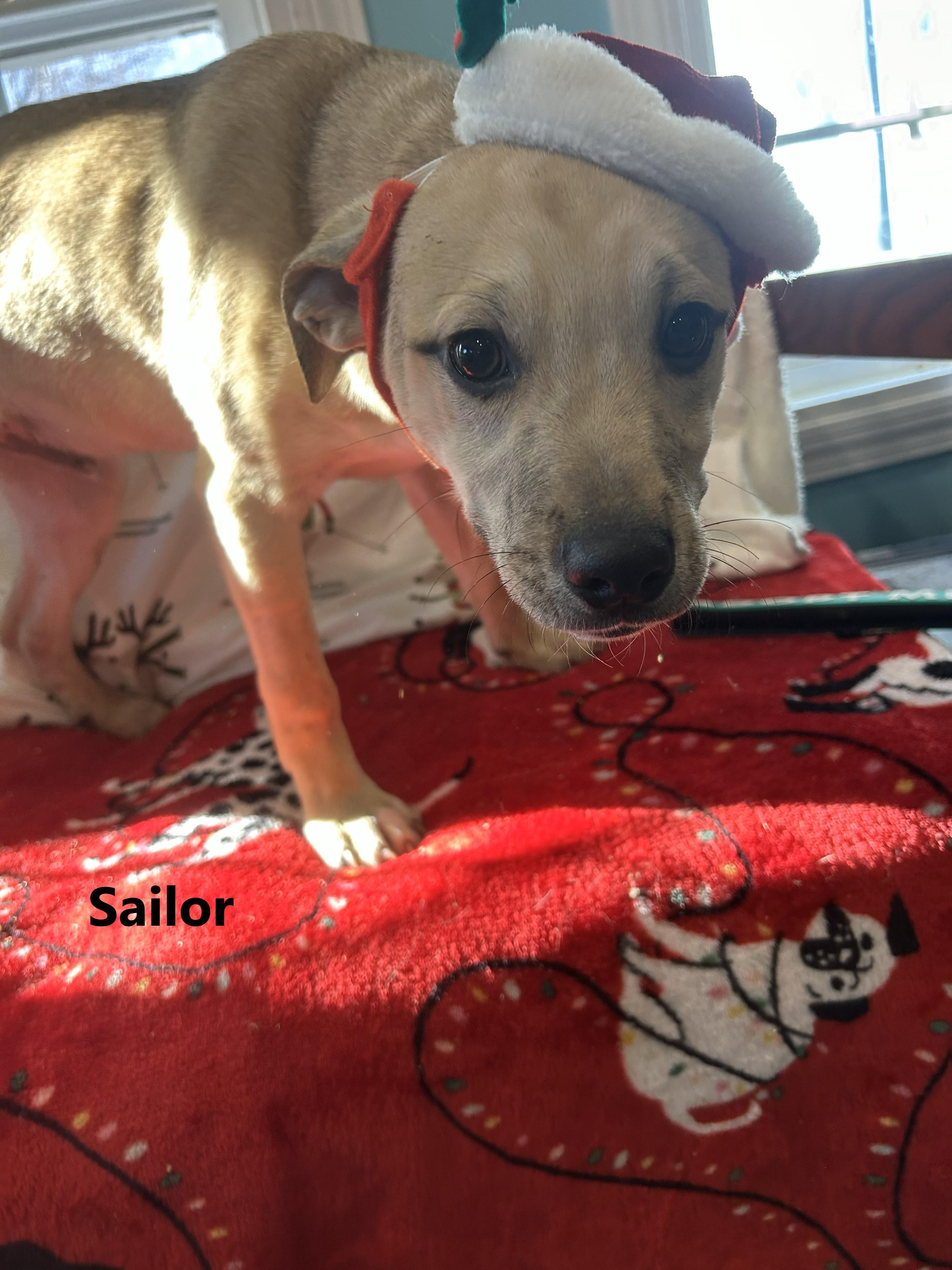 The Sea Mates!!! Bimmy, Sailor, and Skipper, ADOPTABLE, Puppy Male Mixed Breed.