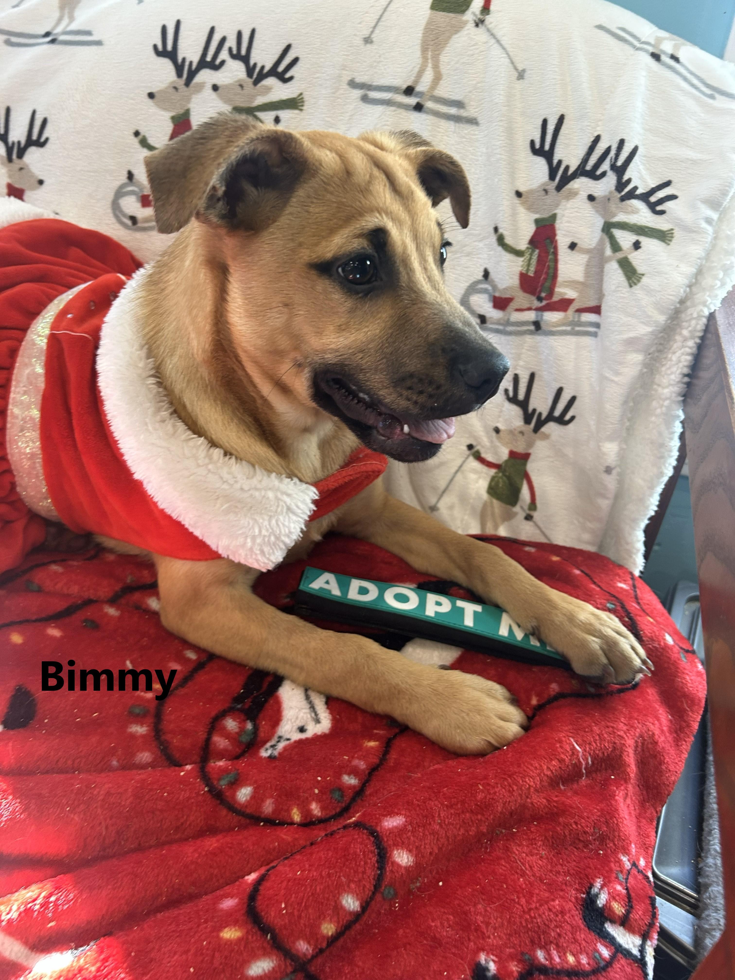 The Sea Mates!!! Bimmy, Sailor, and Skipper, a ADOPTABLE mixed breed in Blackstone, MA image 3/3