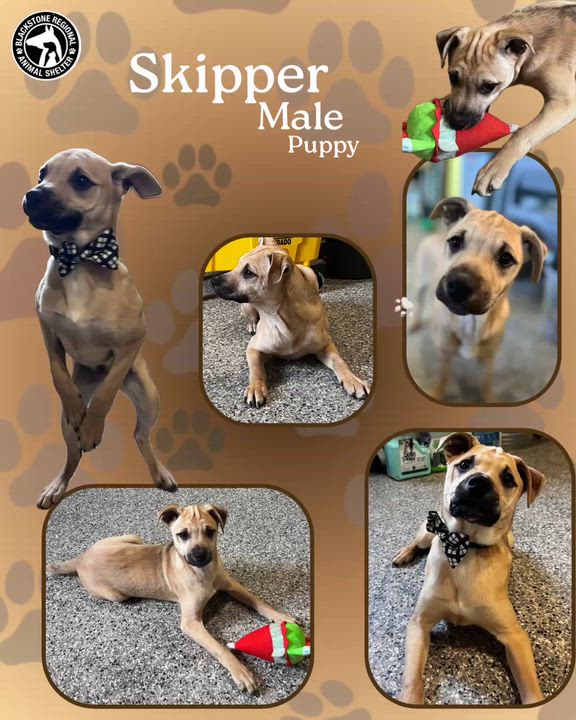 Enlarge The Sea Mates!!! Bimmy, Sailor, and Skipper, a ADOPTABLE mixed breed in Blackstone, MA video 3/6