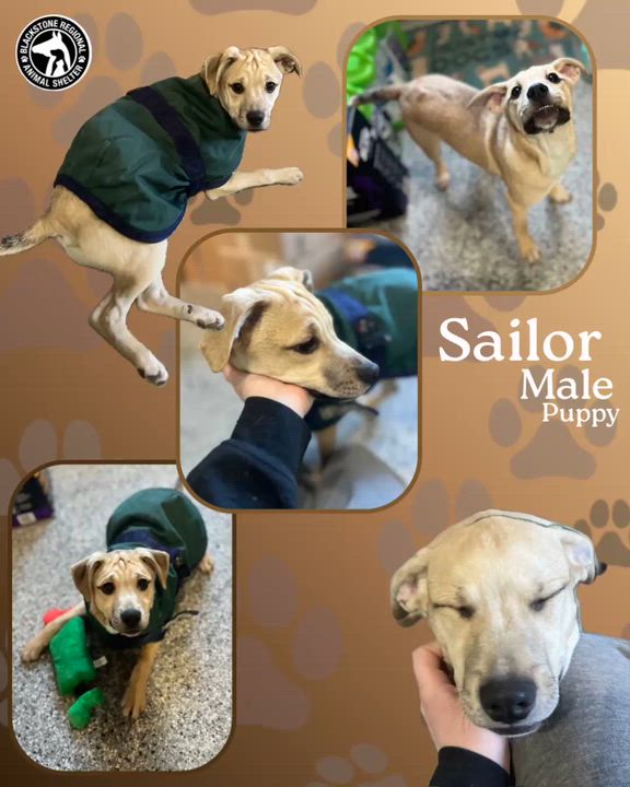 Enlarge The Sea Mates!!! Bimmy, Sailor, and Skipper, a ADOPTABLE mixed breed in Blackstone, MA video 1/6