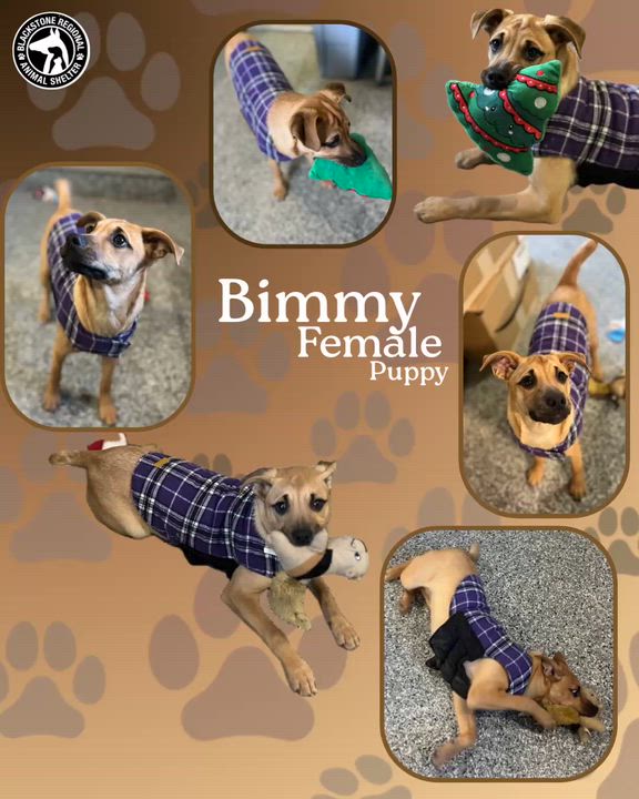 Enlarge The Sea Mates!!! Bimmy, Sailor, and Skipper, a ADOPTABLE mixed breed in Blackstone, MA video 5/6