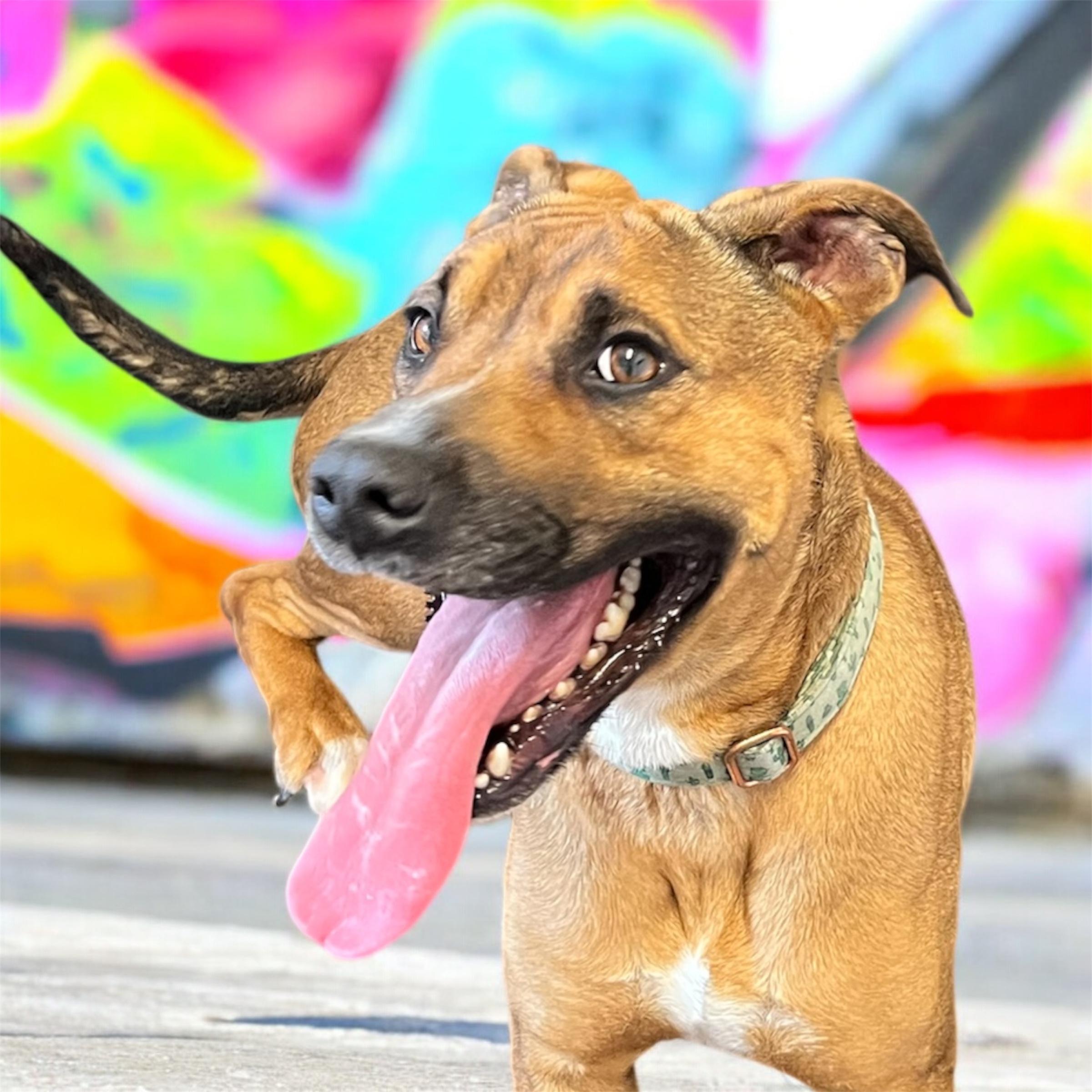 Stokes, a ADOPTABLE mixed breed in Horn Lake, MS image 1/6