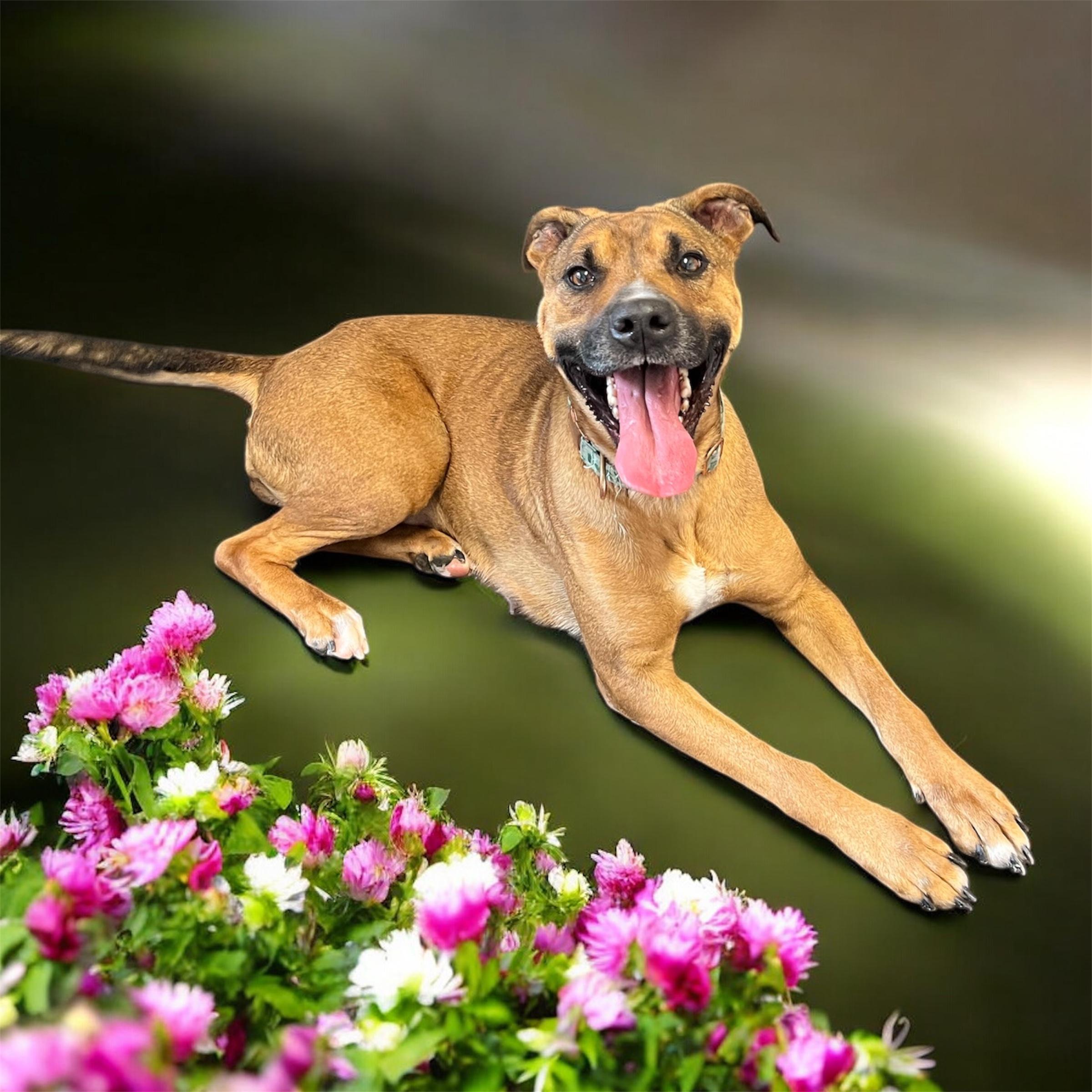 Stokes, a ADOPTABLE mixed breed in Horn Lake, MS image 3/6