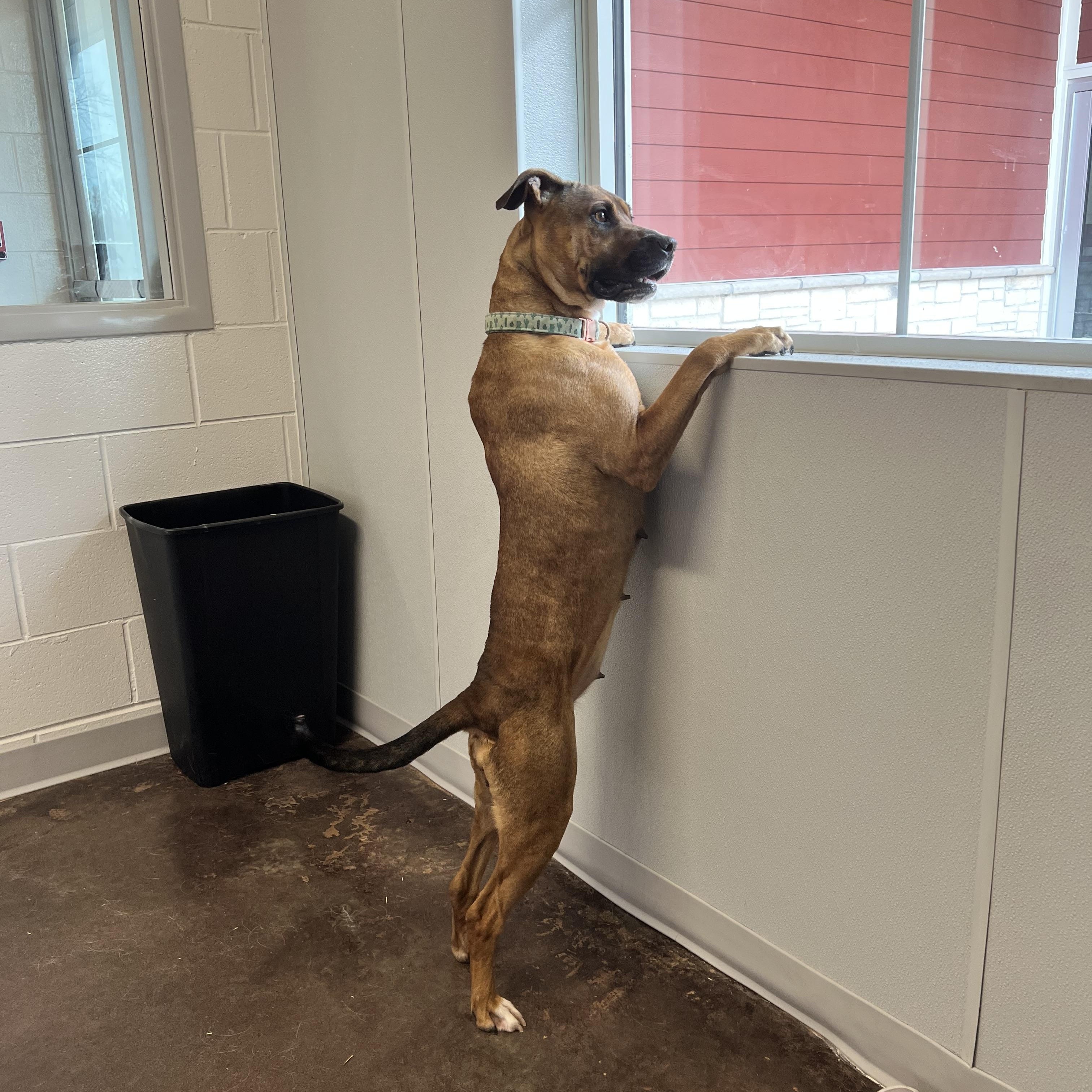 Stokes, a ADOPTABLE mixed breed in Horn Lake, MS image 5/6