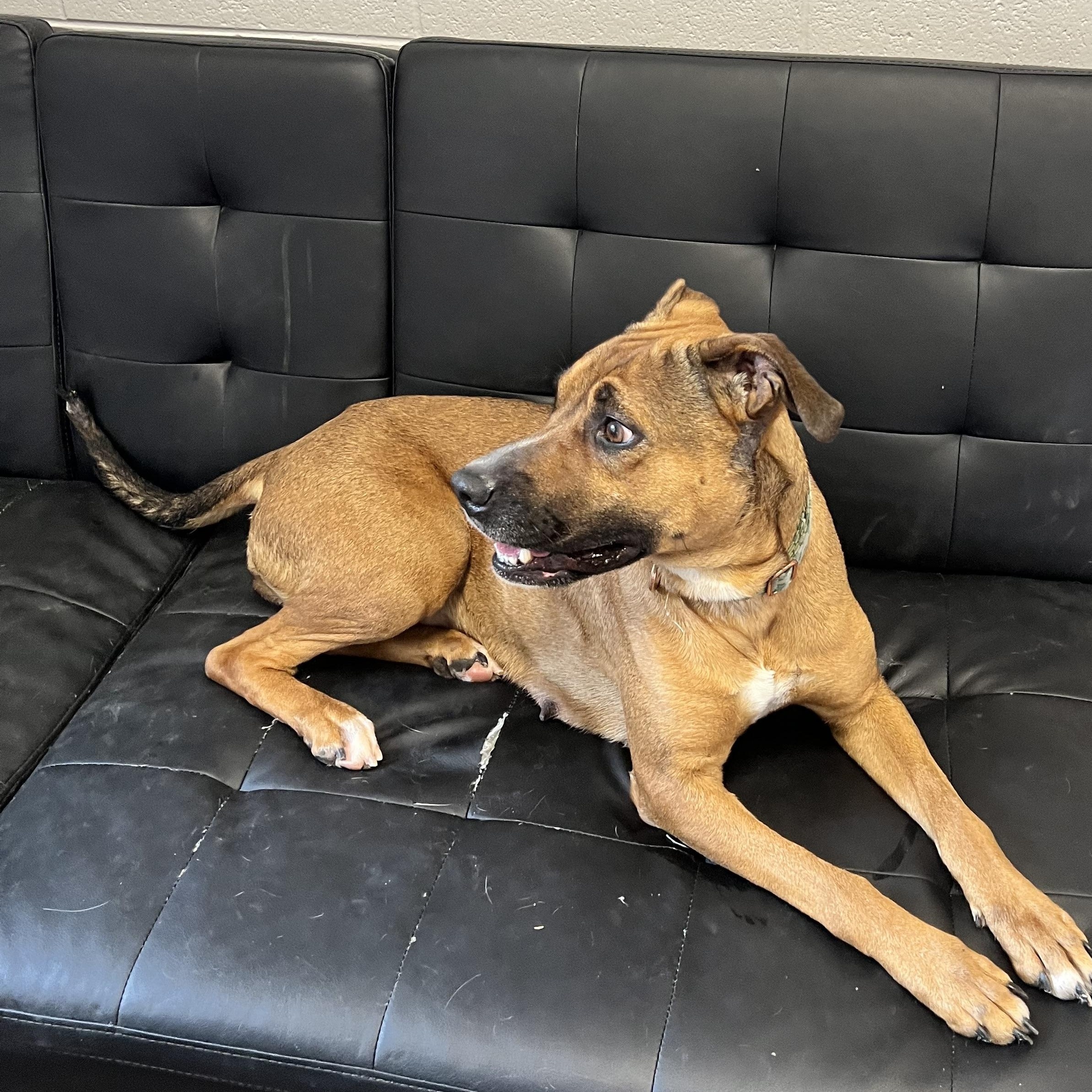 Stokes, a ADOPTABLE mixed breed in Horn Lake, MS image 4/6