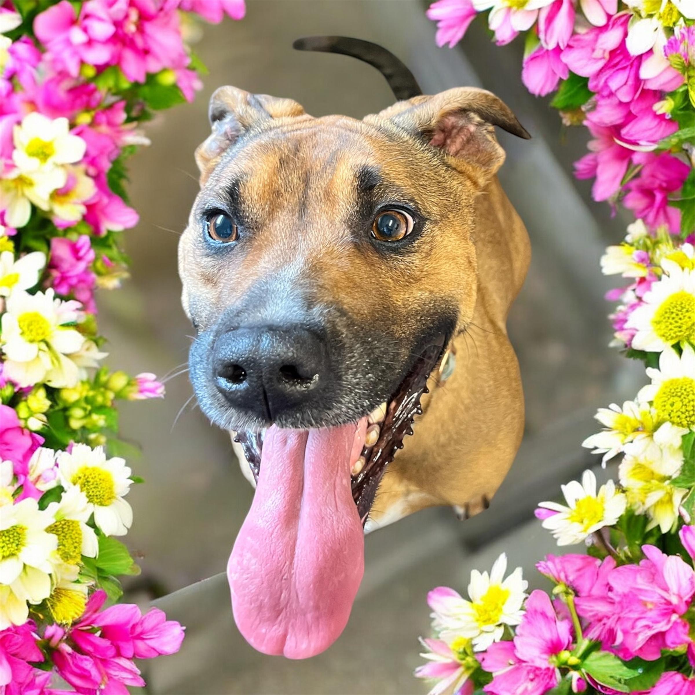 Stokes, a ADOPTABLE mixed breed in Horn Lake, MS image 2/6