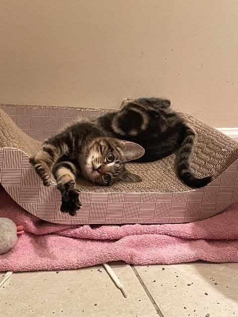 Snow Day thumbnail 7