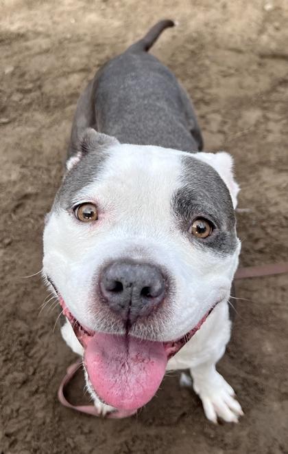 Enlarge MoMo, a Adoptable mixed breed in Savannah, GA image 1/3