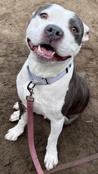 Enlarge MoMo, a Adoptable mixed breed in Savannah, GA image 2/3