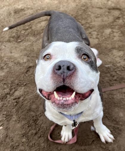 Enlarge MoMo, a Adoptable mixed breed in Savannah, GA image 3/3