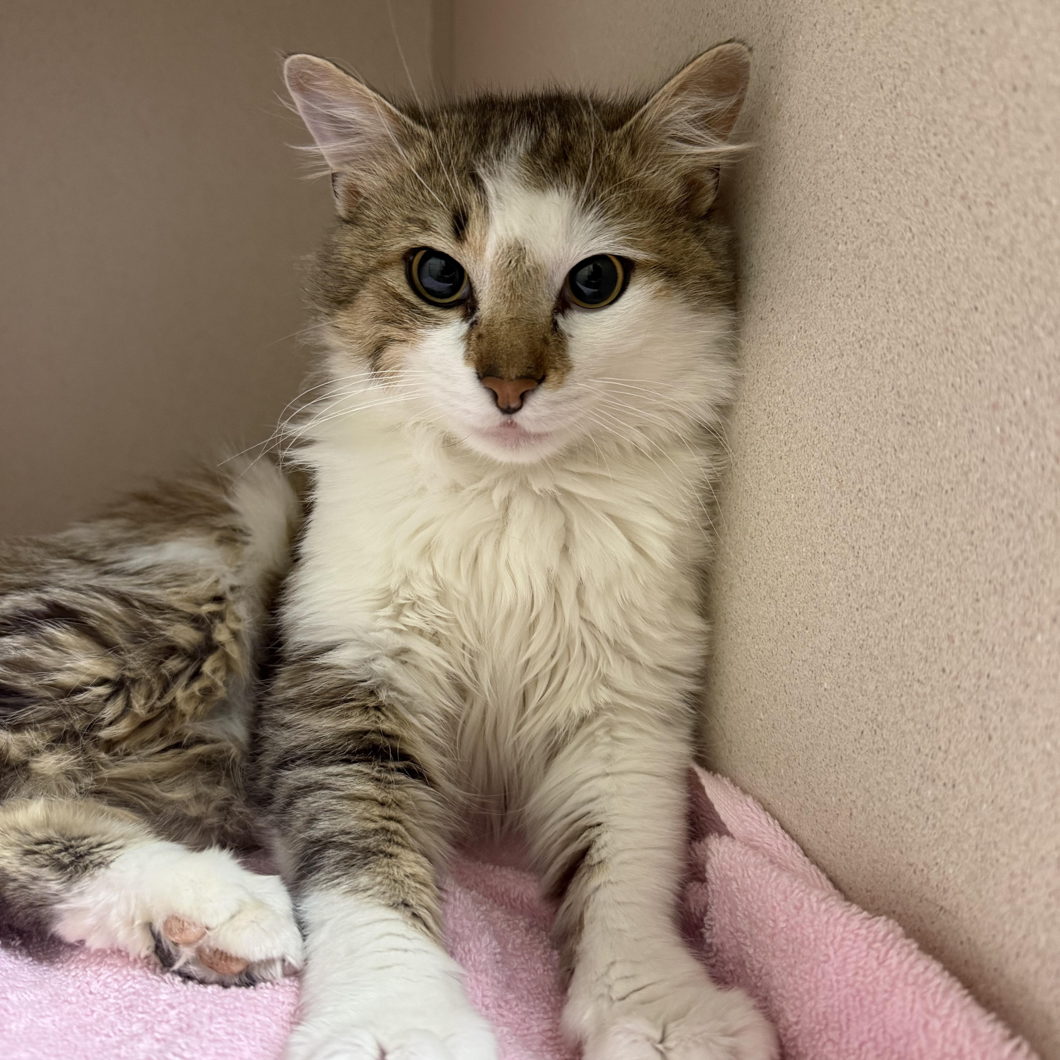 Enlarge Everest, an adopted Domestic Long Hair in Kearney, NE image 2/2