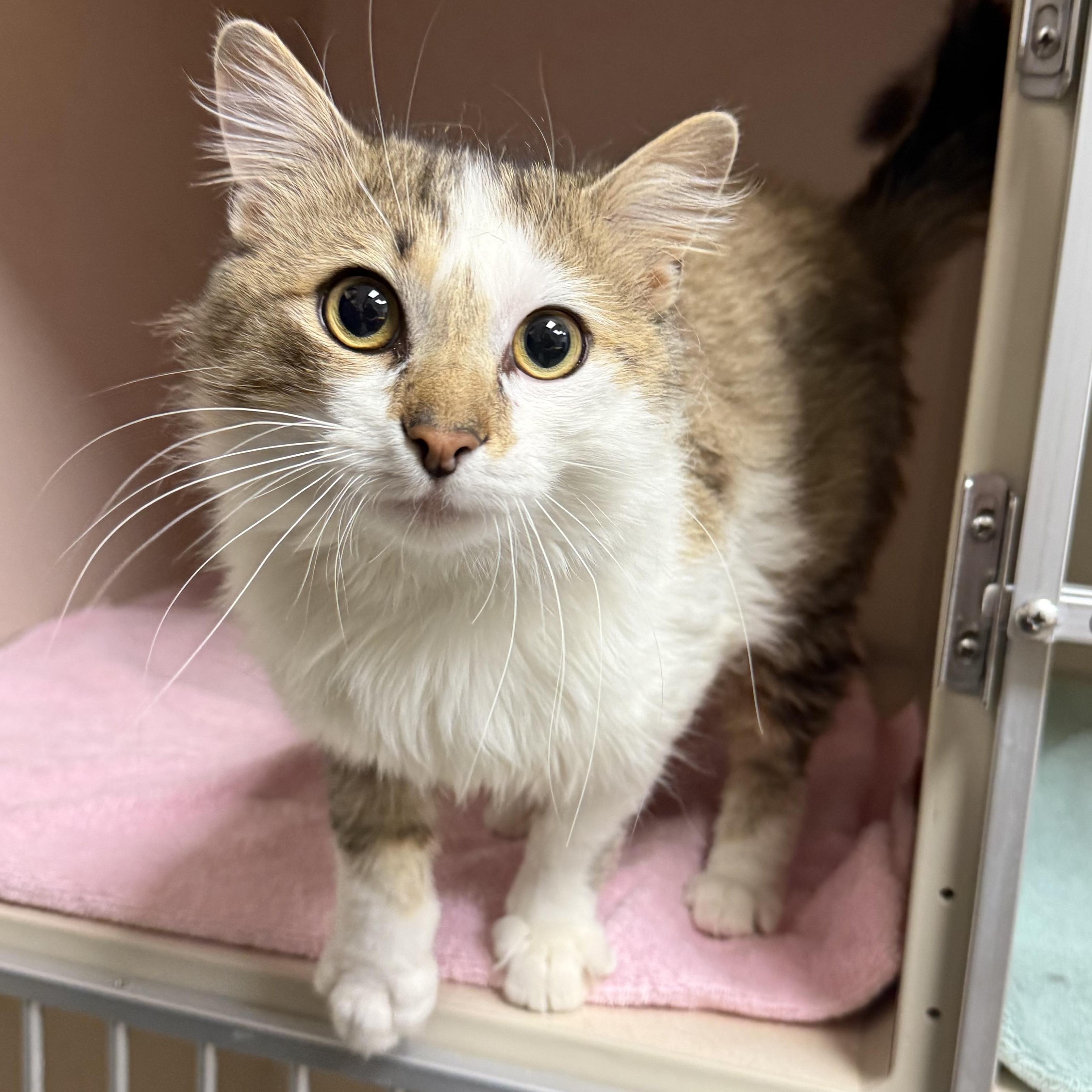 Enlarge Everest, an adopted Domestic Long Hair in Kearney, NE image 1/2