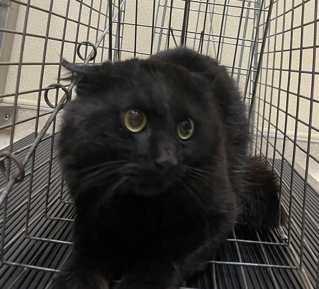 NED, Adoptable, Adult Male Domestic Medium Hair.