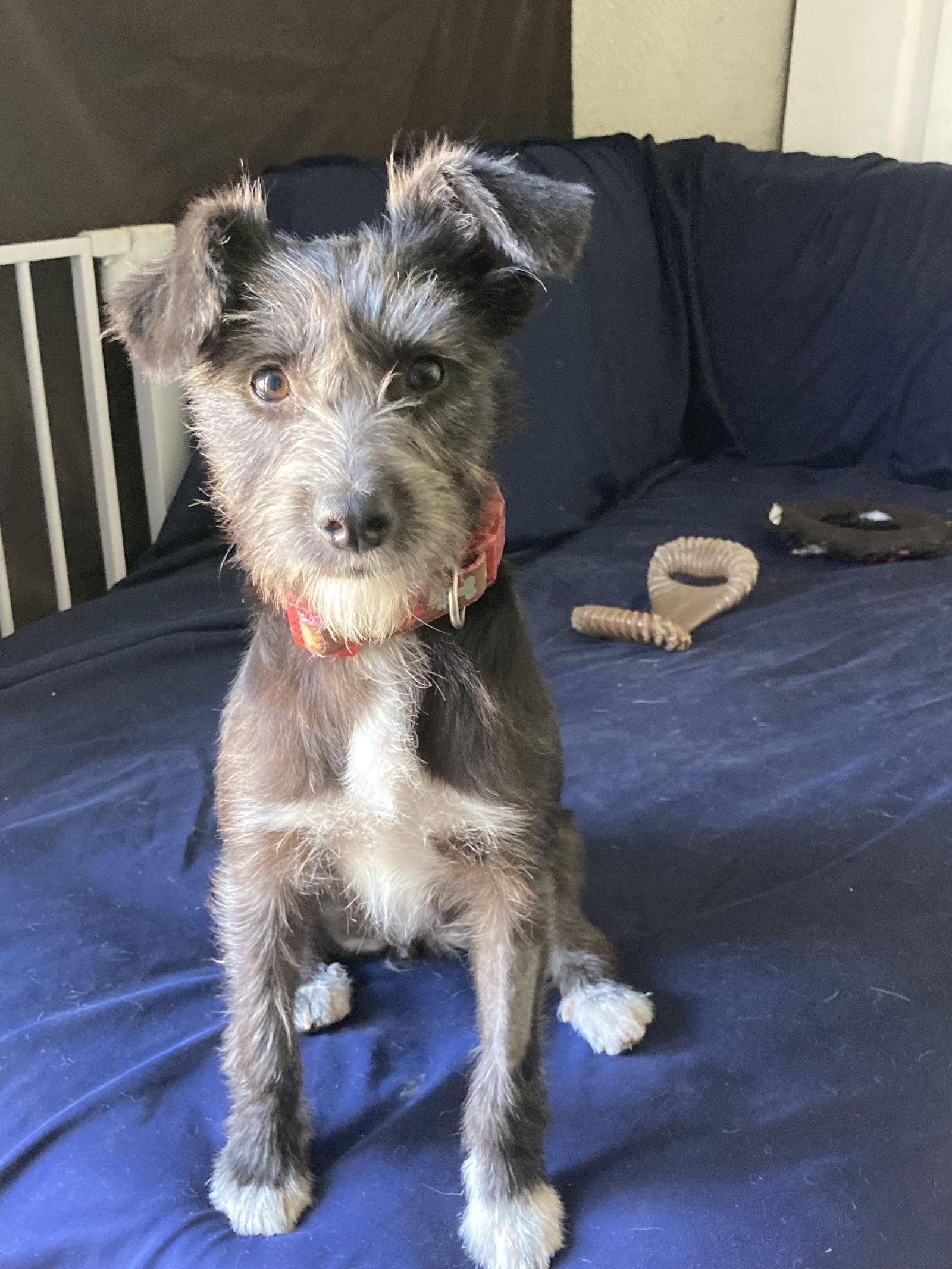 Pollita, a Adopted mixed breed in San Diego, CA image 1/3