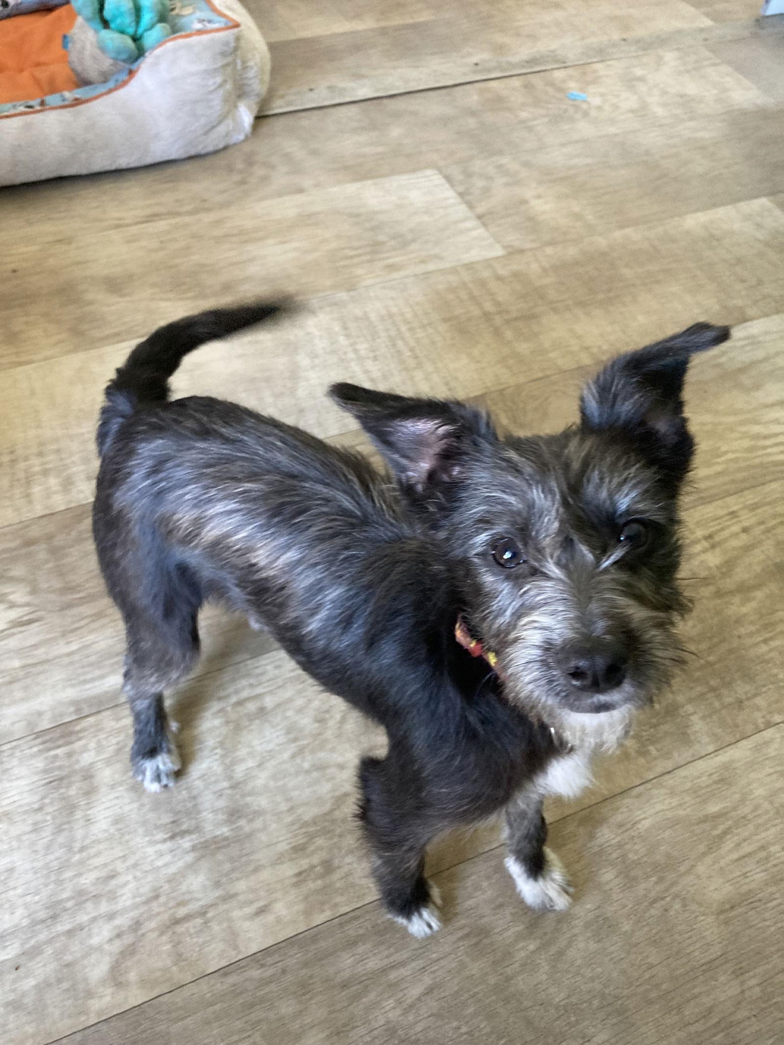 Pollita, a Adopted mixed breed in San Diego, CA image 2/3