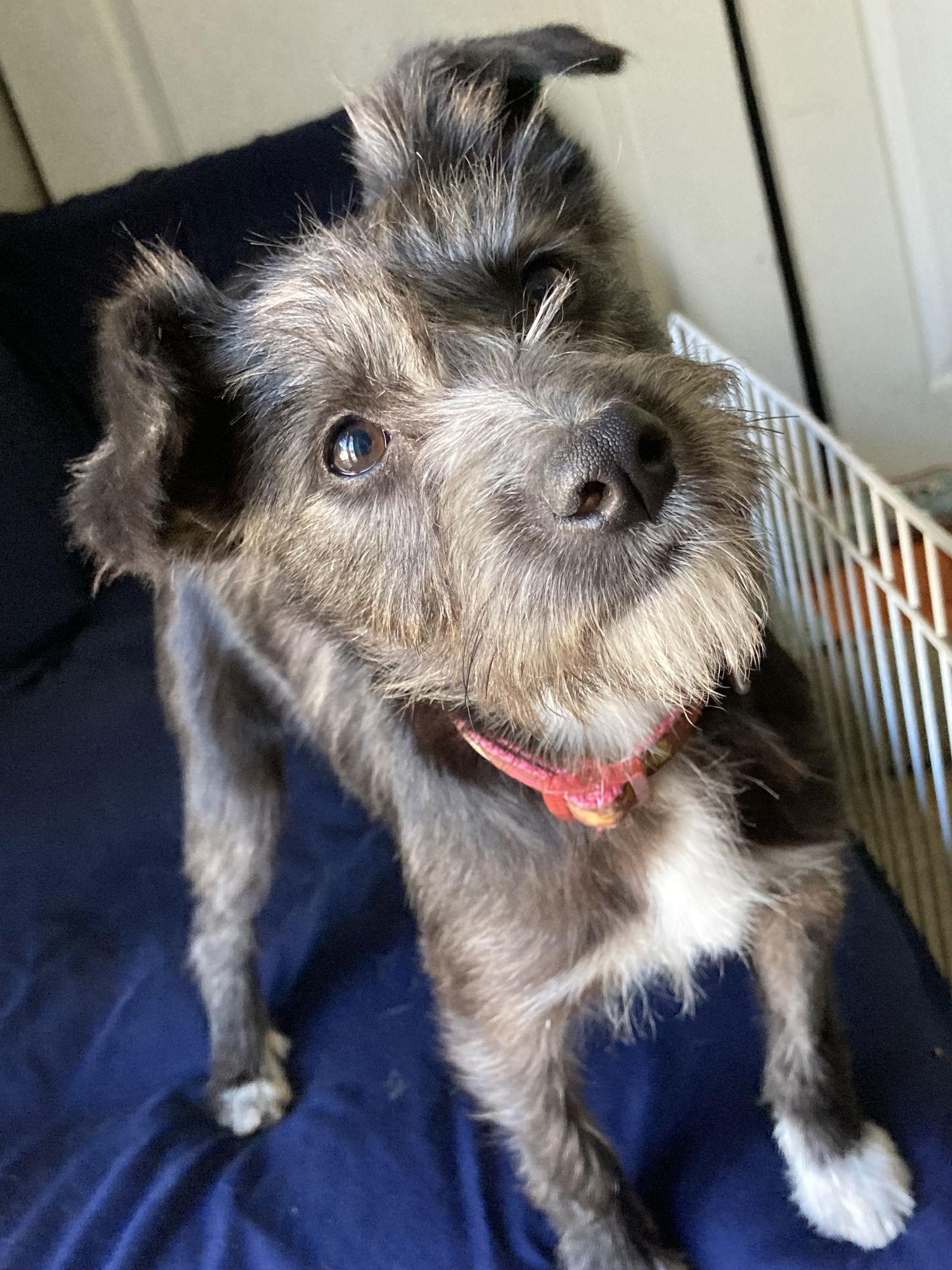 Pollita, a Adopted mixed breed in San Diego, CA image 3/3