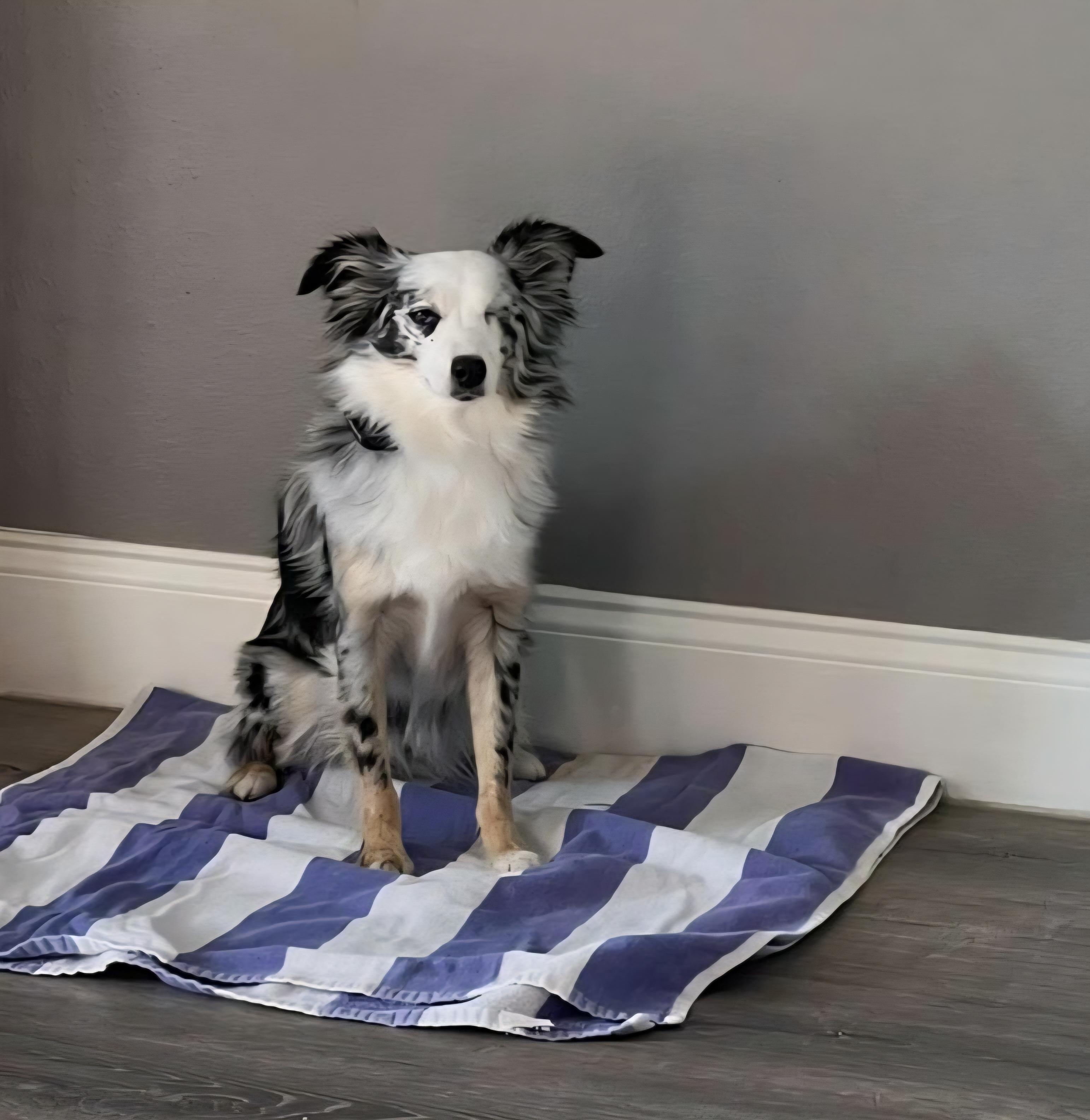 Enlarge R-Grey, a Adoptable mixed breed in Oviedo, FL image 2/4