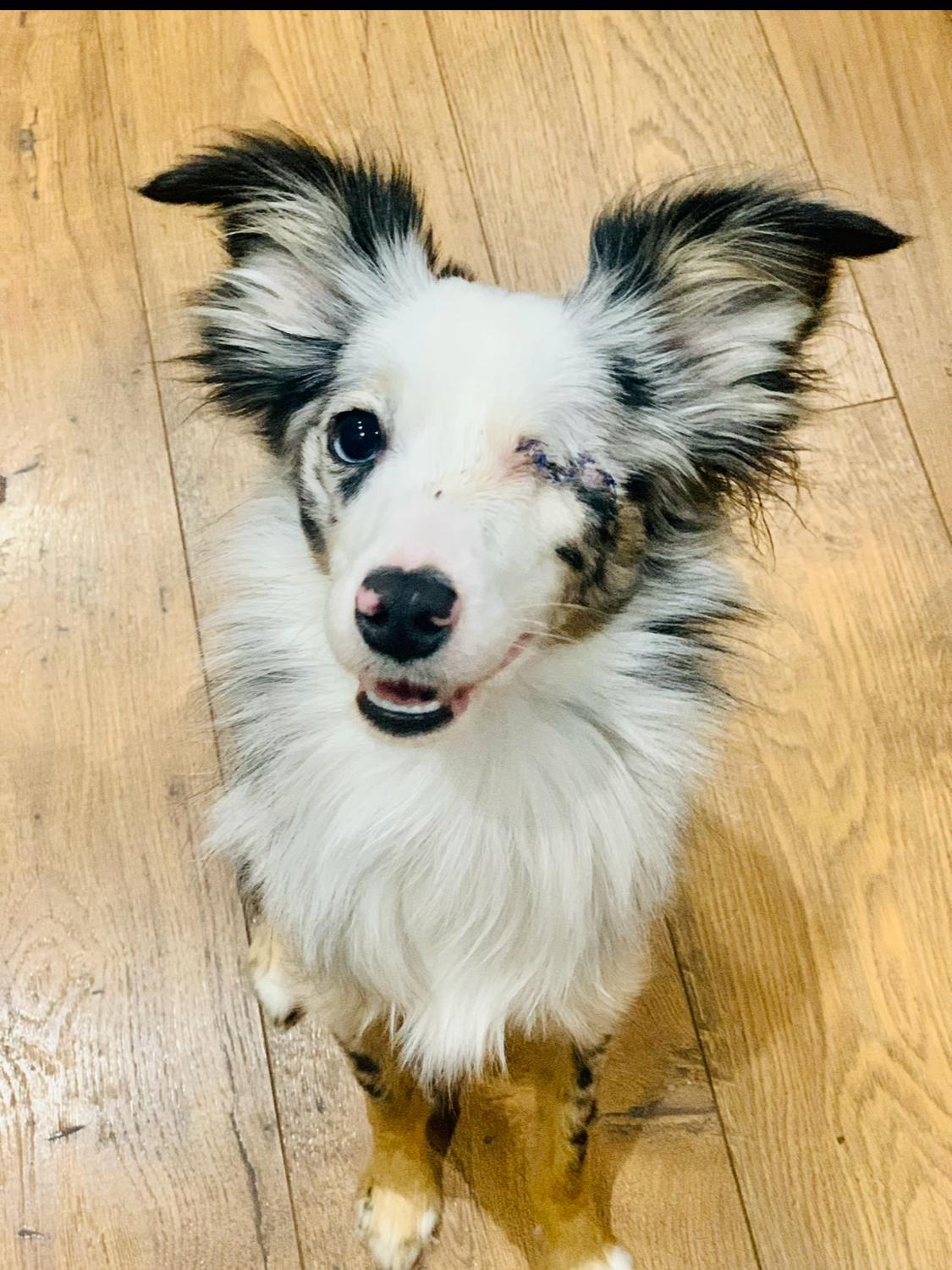 Enlarge R-Grey, a Adoptable mixed breed in Oviedo, FL image 3/4