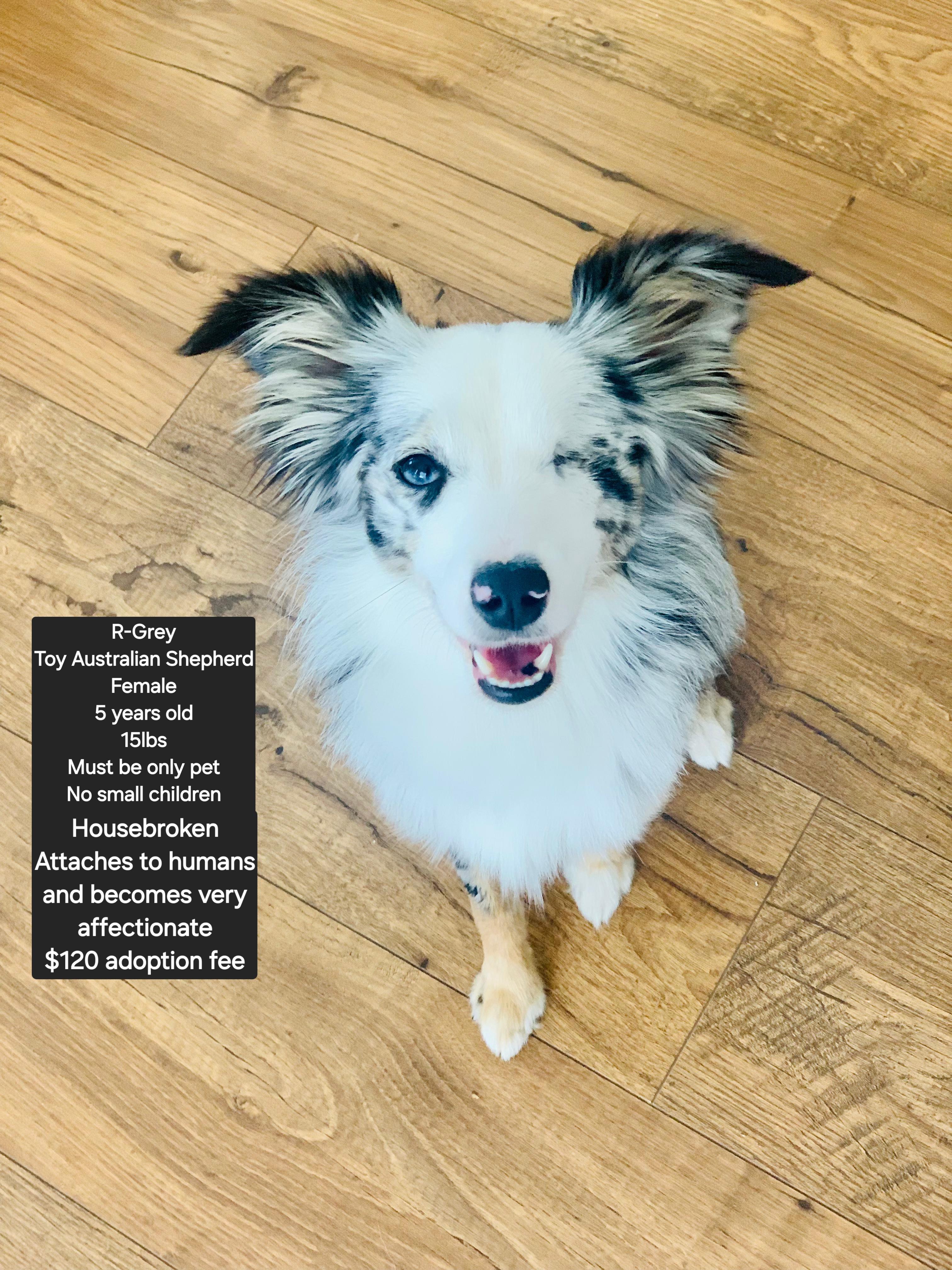 R-Grey, Adoptable, Adult Female Australian Shepherd.