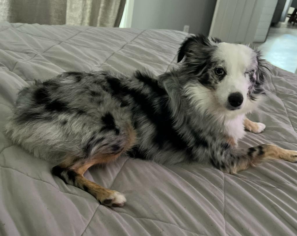 Enlarge R-Grey, a Adoptable mixed breed in Oviedo, FL image 4/4