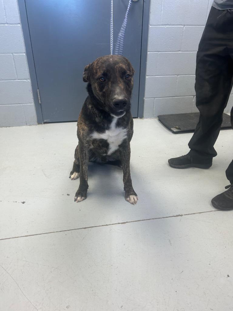 Silas, Adoptable, Young Male Shepherd & Catahoula Leopard Dog.