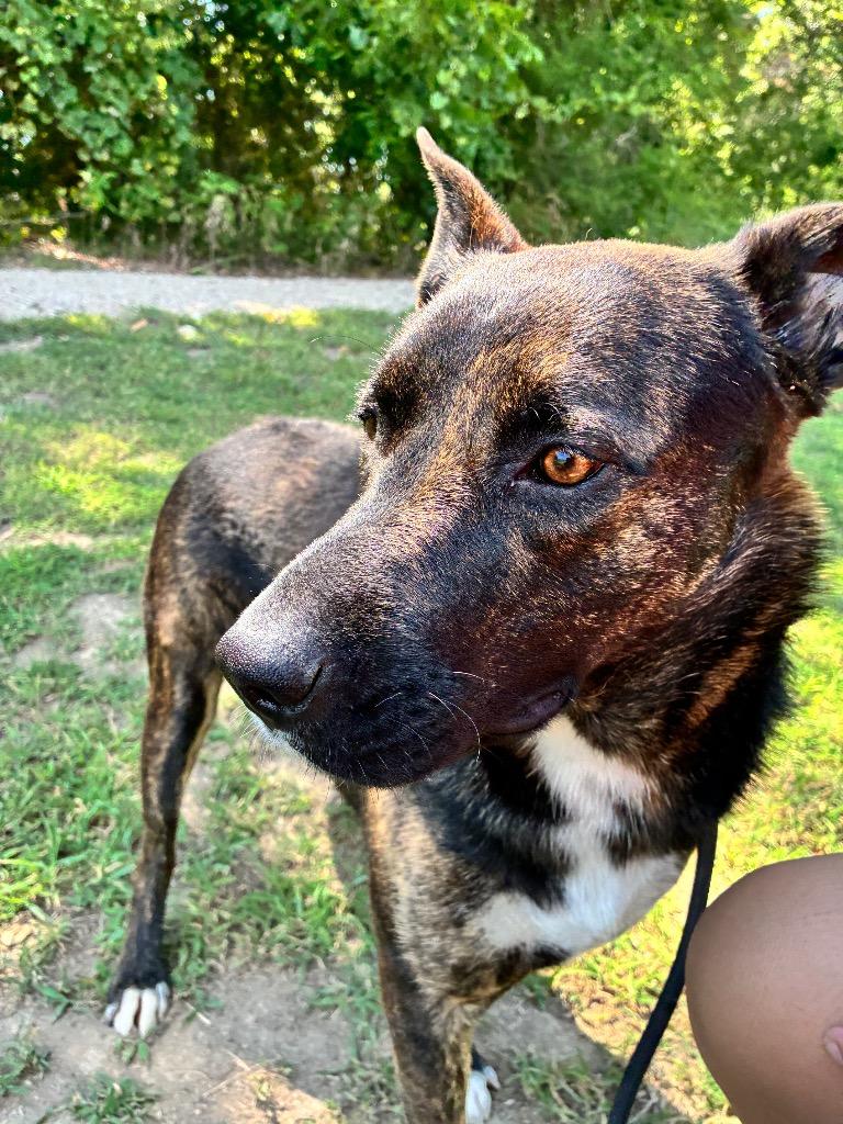 Enlarge Silas, a Adoptable mixed breed in Greenwood, MS image 2/2