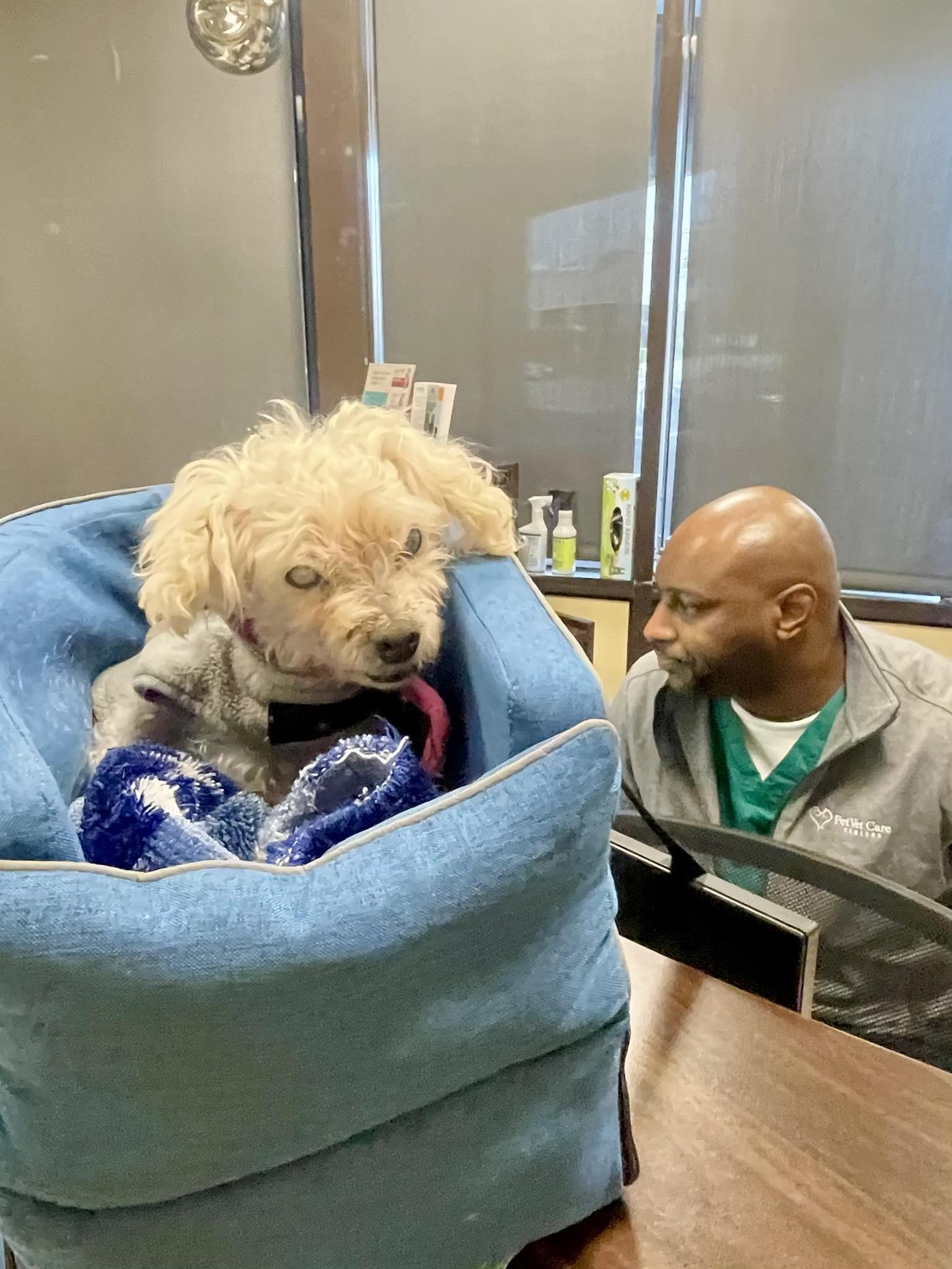 Enlarge Sarah Bernhardt, a ADOPTABLE Miniature Poodle in Malibu, CA image 2/4