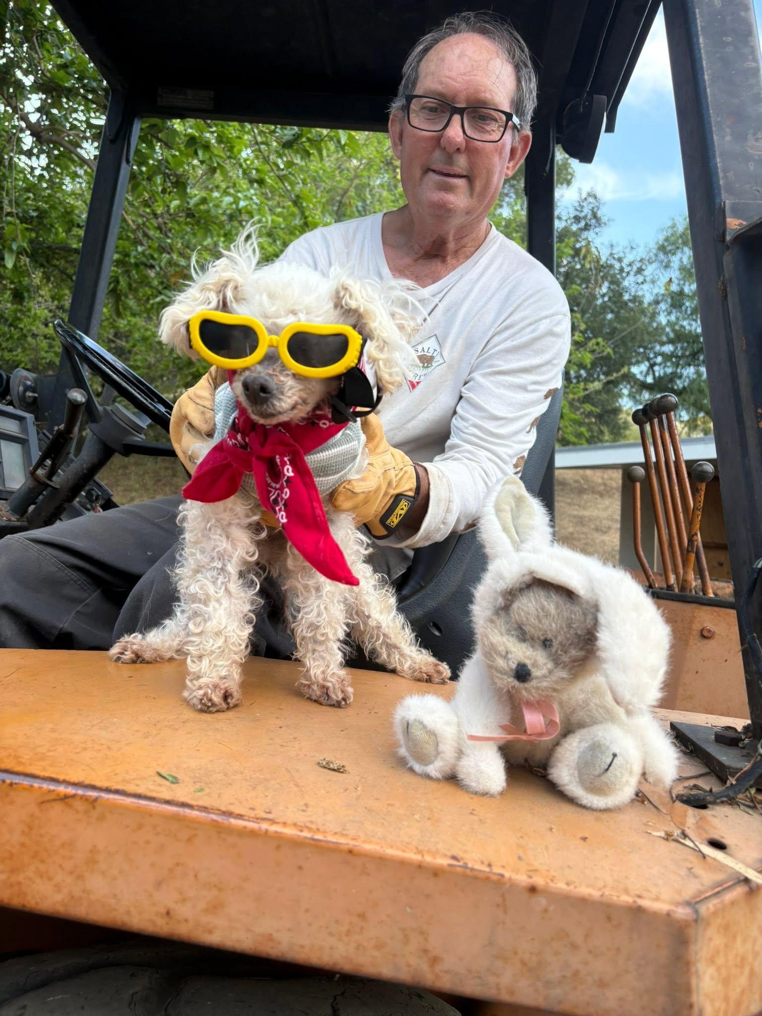 Sarah Bernhardt (memorial post), ADOPTABLE, Senior Female Miniature Poodle.